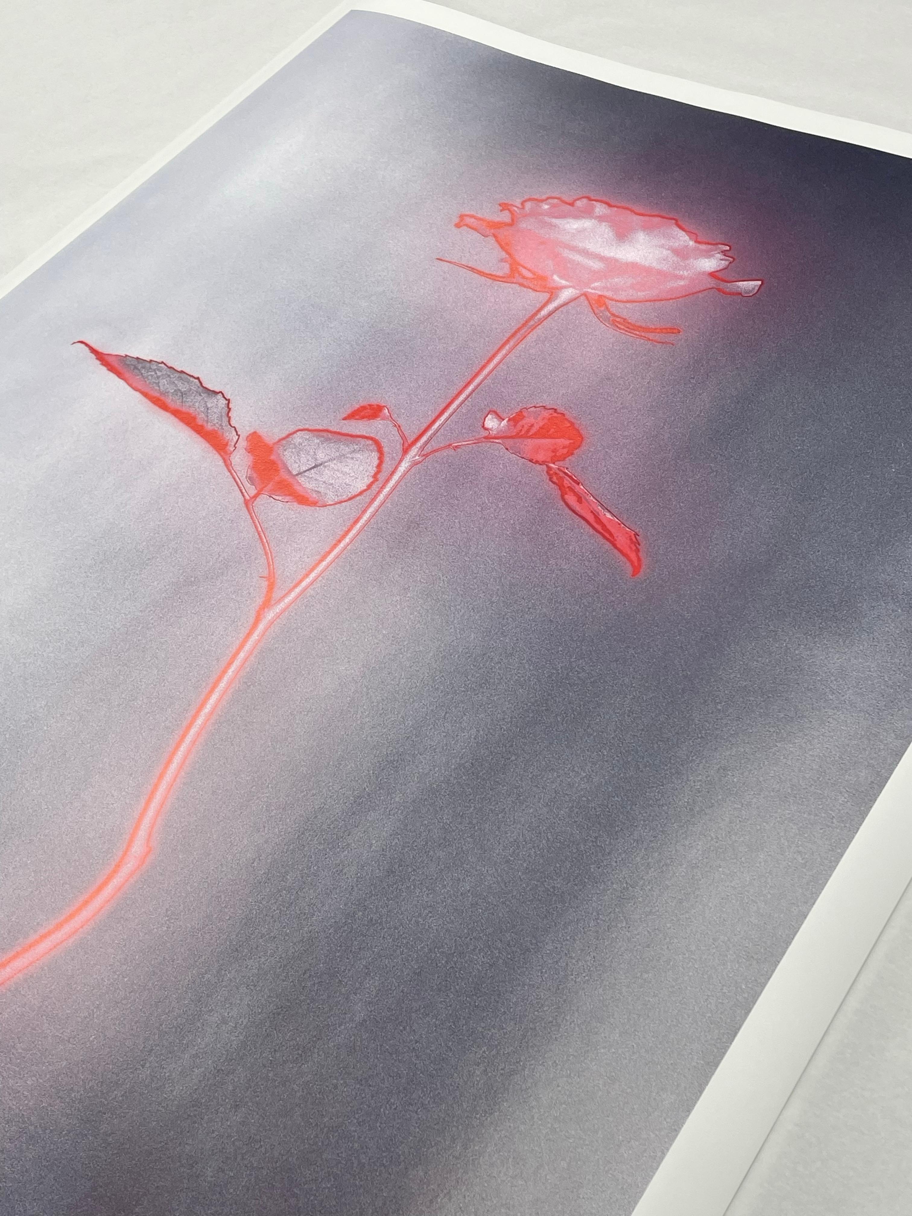 Rose glow -  still life analogue photography, limited edition of 15 For Sale 1
