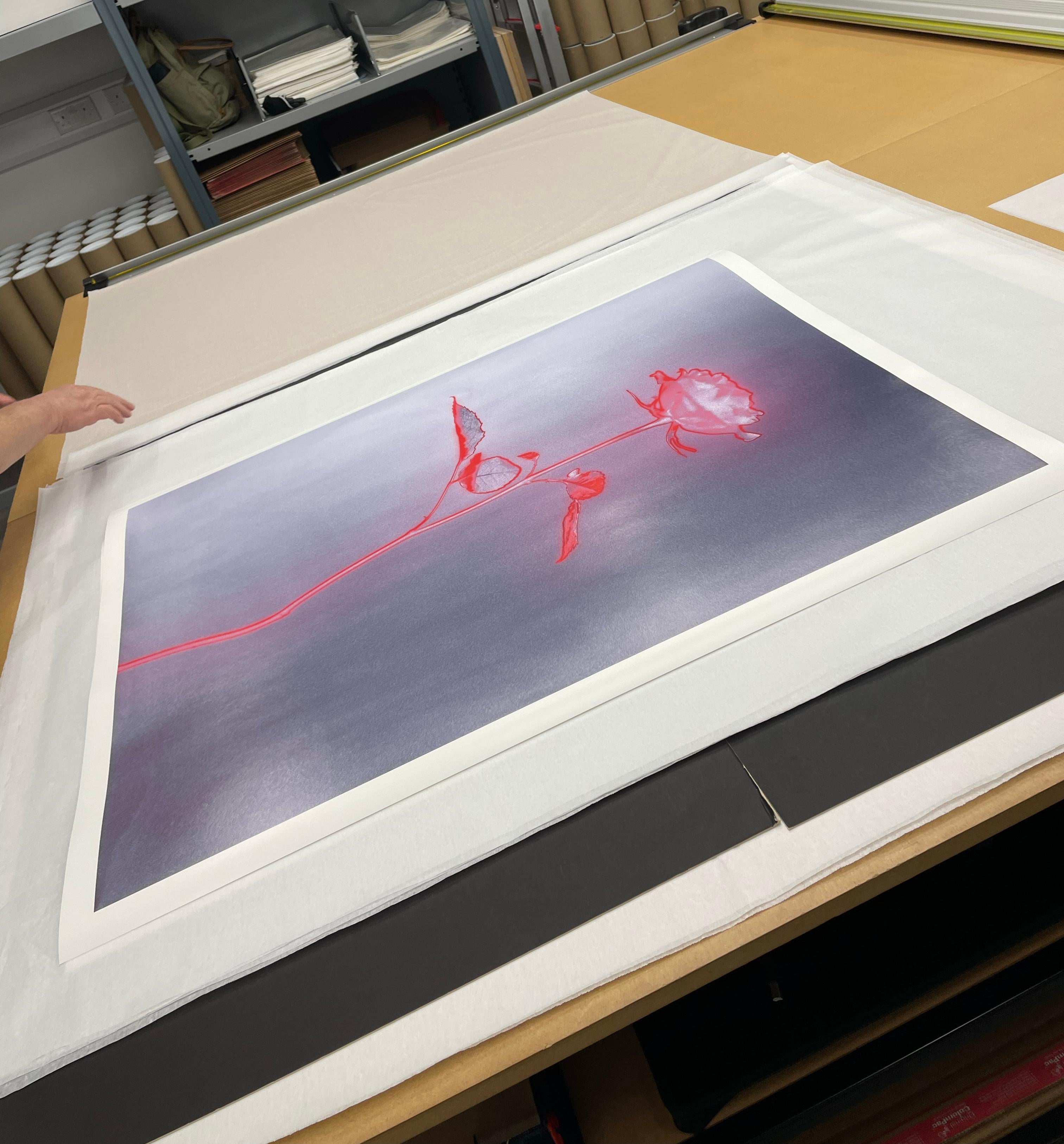 Rose glow -  still life analogue photography, limited edition of 15 For Sale 2