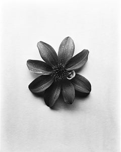 Single Dahlia - fotografía floral en blanco y negro, edición limitada de 20 ejemplares