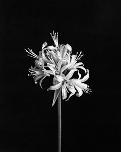 Spider Lily - analogue black and white floral photography, limited edition 5