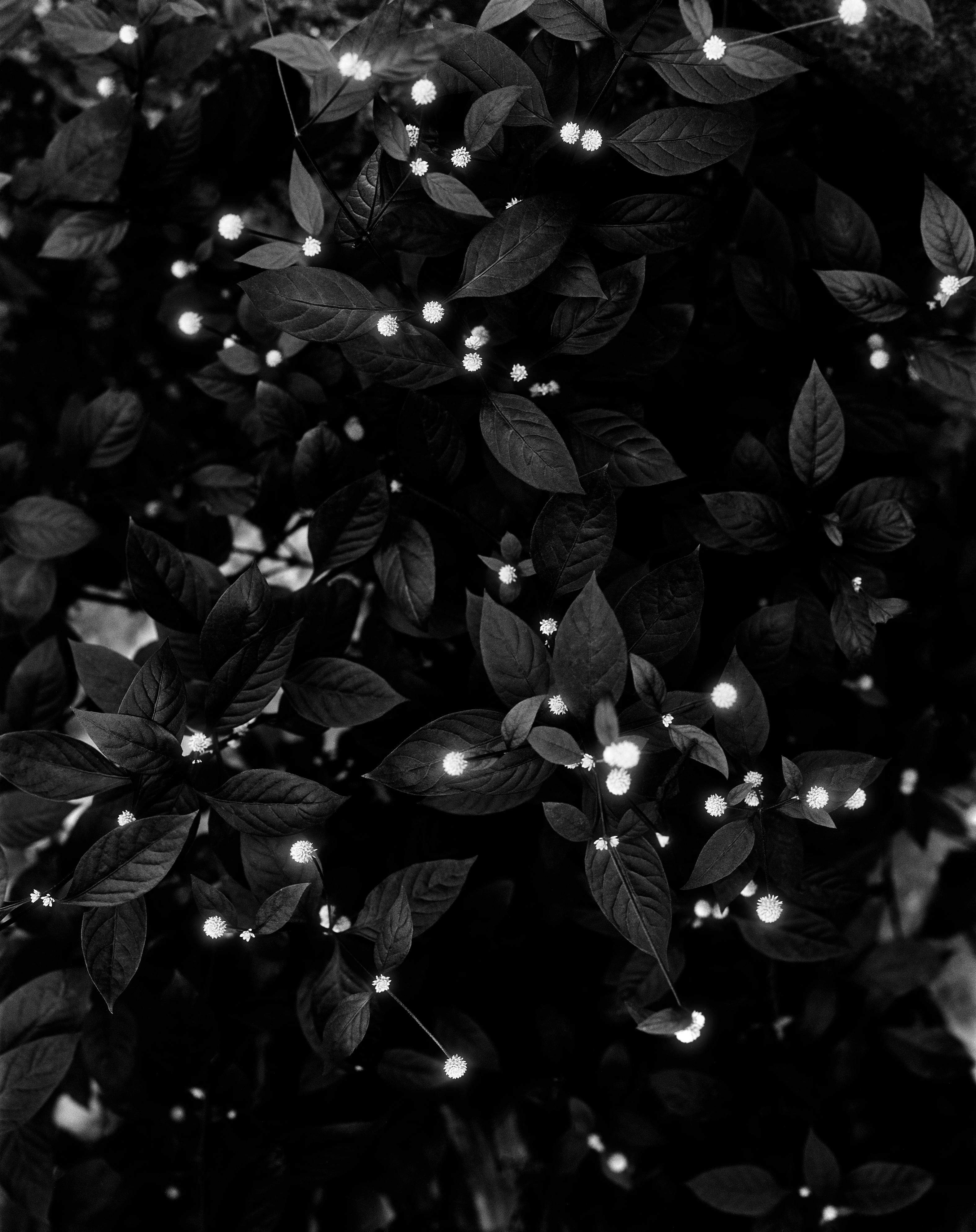 Still-Life Photograph di Ugne Pouwell - Notte stellata - fotografia floreale in bianco e nero, edizione limitata a 5 esemplari
