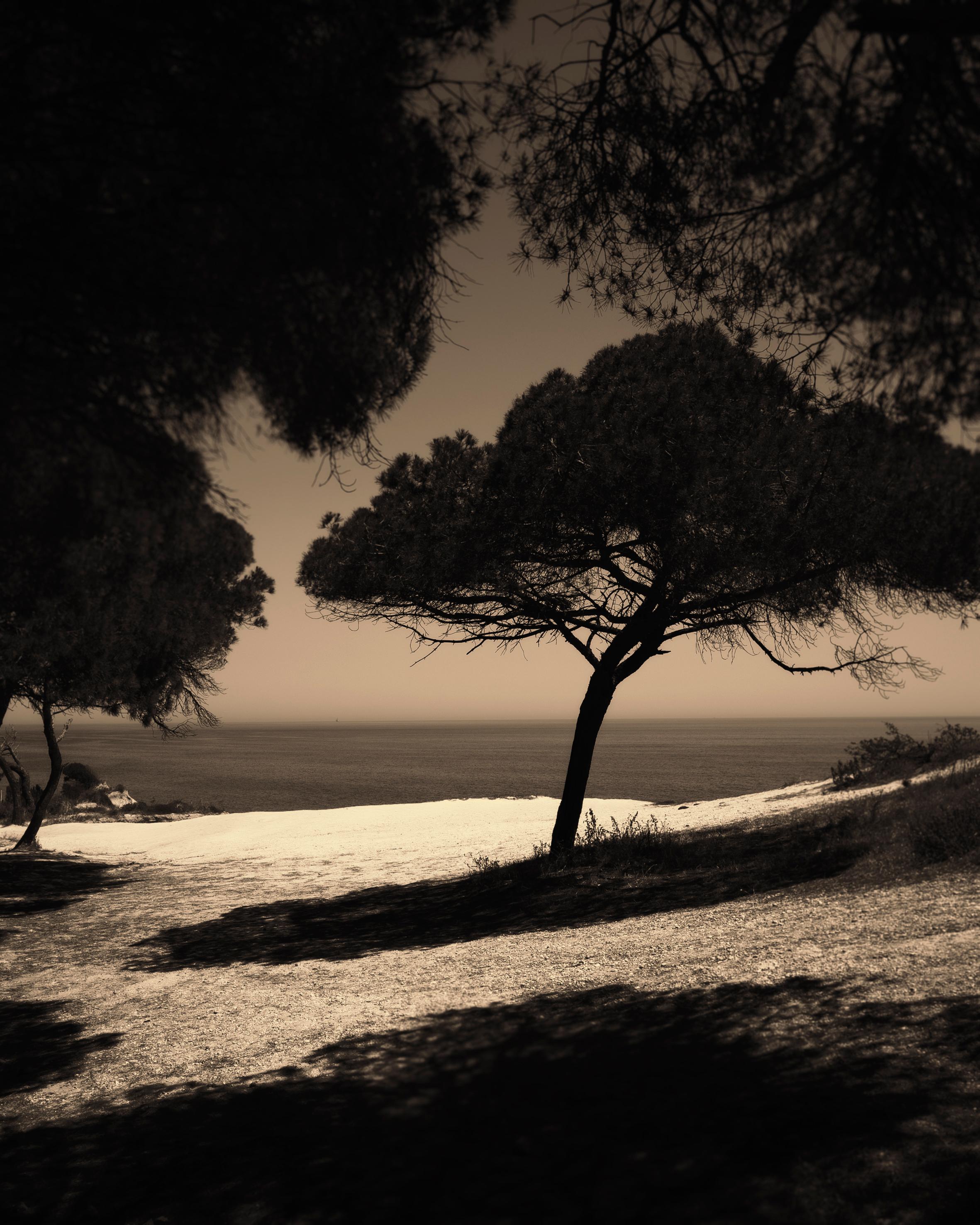 Sommerschirm – Fotografie der portugiesischen Küste, Kiefernbaum in der Mitte, Auflage von 20 Stück