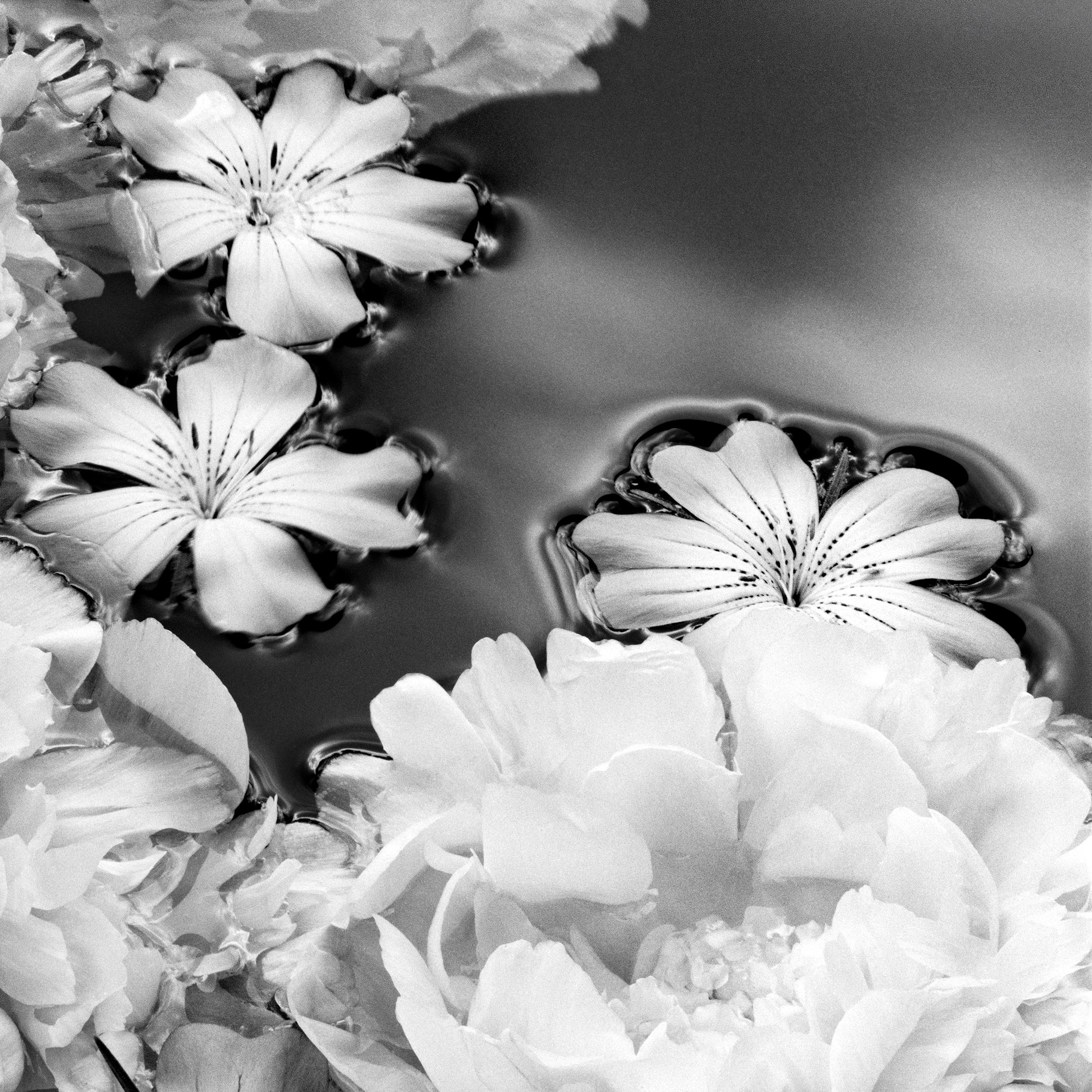 Summer Solstice - Blüten, Schwarz-Weiß-Fotografie, limitierte Auflage von 20 Stück – Photograph von Ugne Pouwell