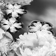 Summer Solstice - blooms, black and white photography, Limited edition of 20.