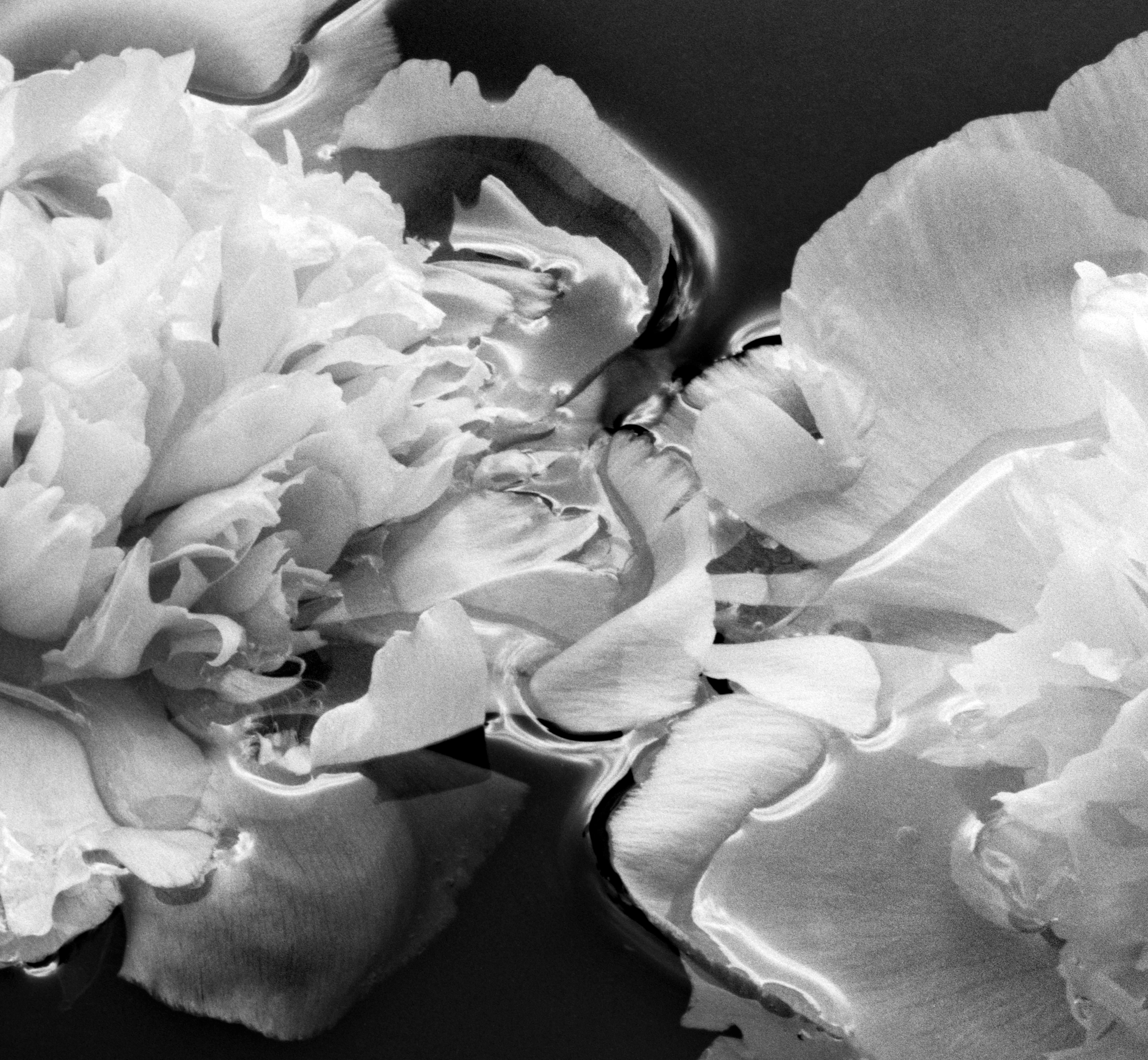 Summer Solstice - Blüten, Schwarz-Weiß-Fotografie, limitierte Auflage von 20 Stück (Zeitgenössisch), Photograph, von Ugne Pouwell
