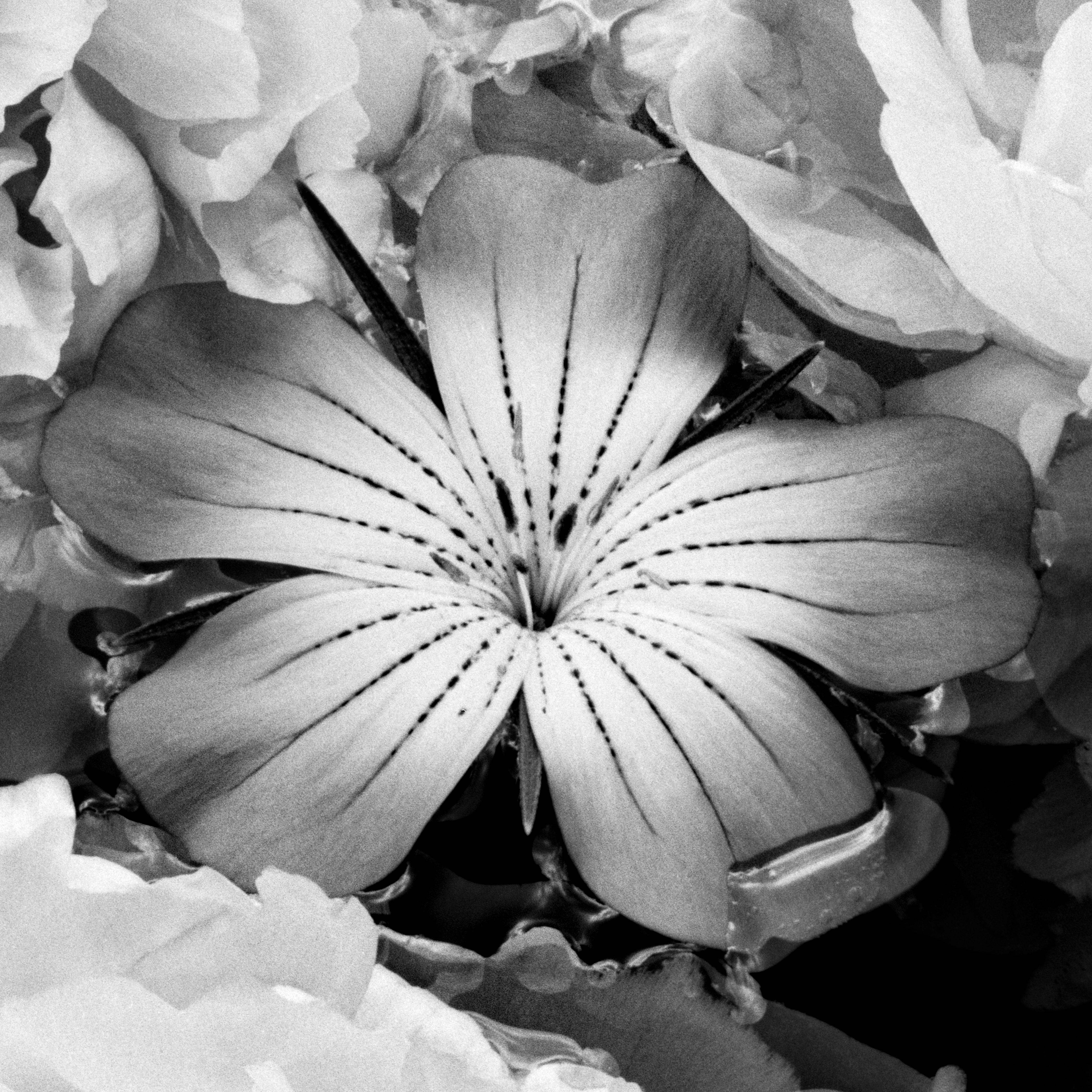 Summer Solstice - Blüten, Schwarz-Weiß-Fotografie, limitierte Auflage von 20 Stück im Angebot 1