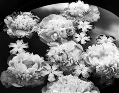 Summer Solstice - blooms, black and white photography, Limited edition of 20.