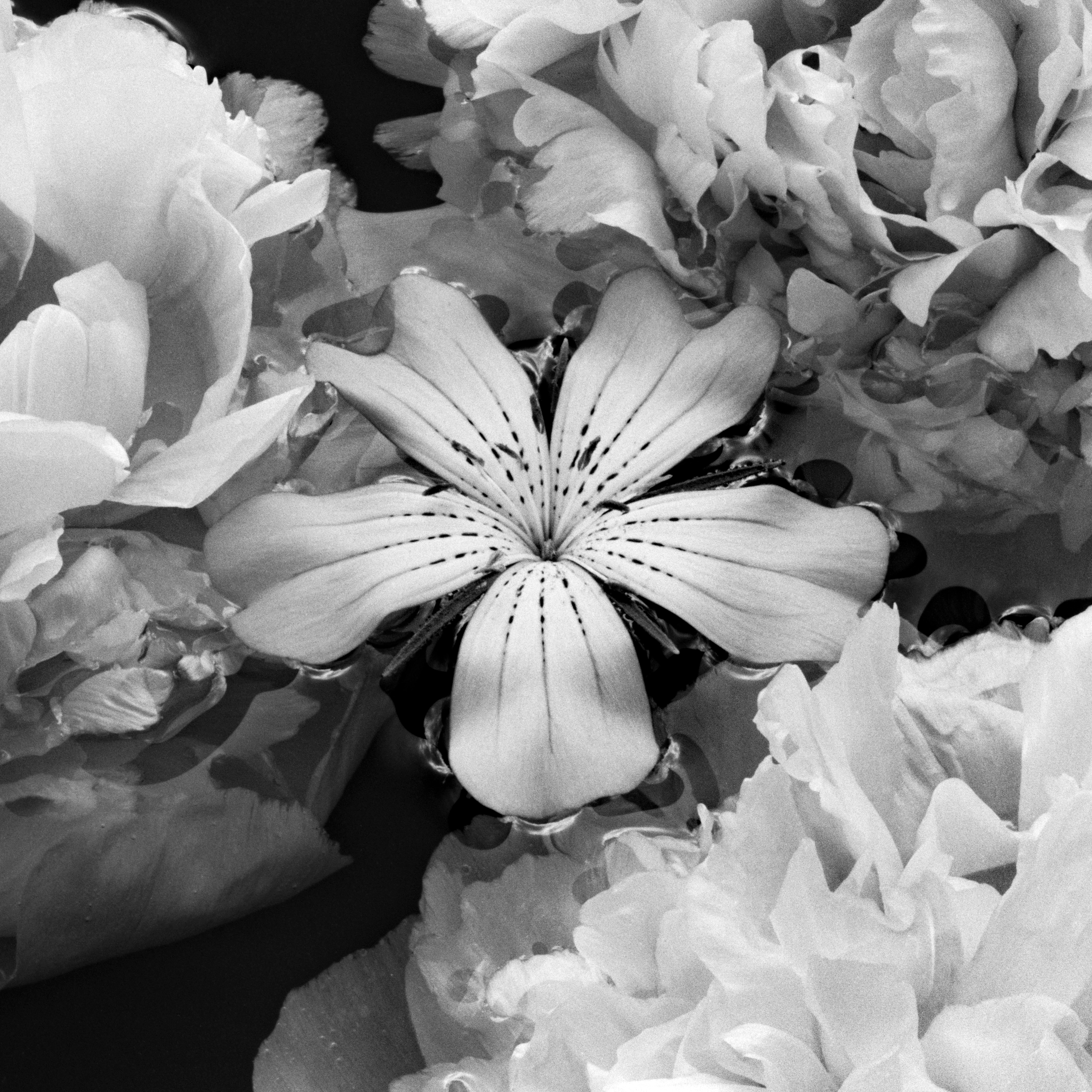 Solstice d'été - fleurs, photographie en noir et blanc, édition limitée à 5 exemplaires - Noir Black and White Photograph par Ugne Pouwell