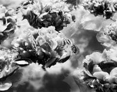 Summer Solstice No.2 - blooms, black and white photography, Limited edition 20