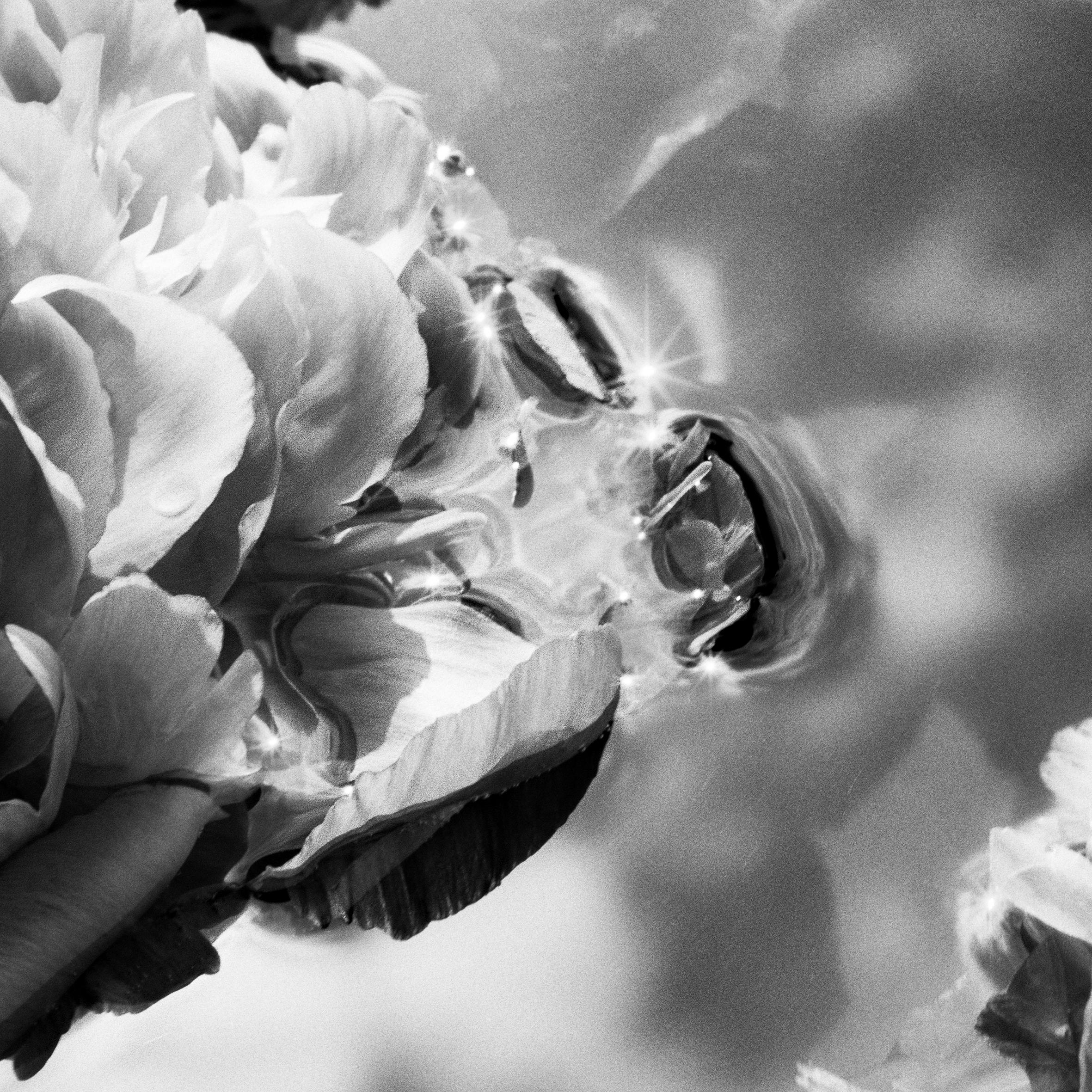 Solstice d'été n° 2 - fleurs, photographie en noir et blanc, édition limitée à 5 exemplaires - Photograph de Ugne Pouwell