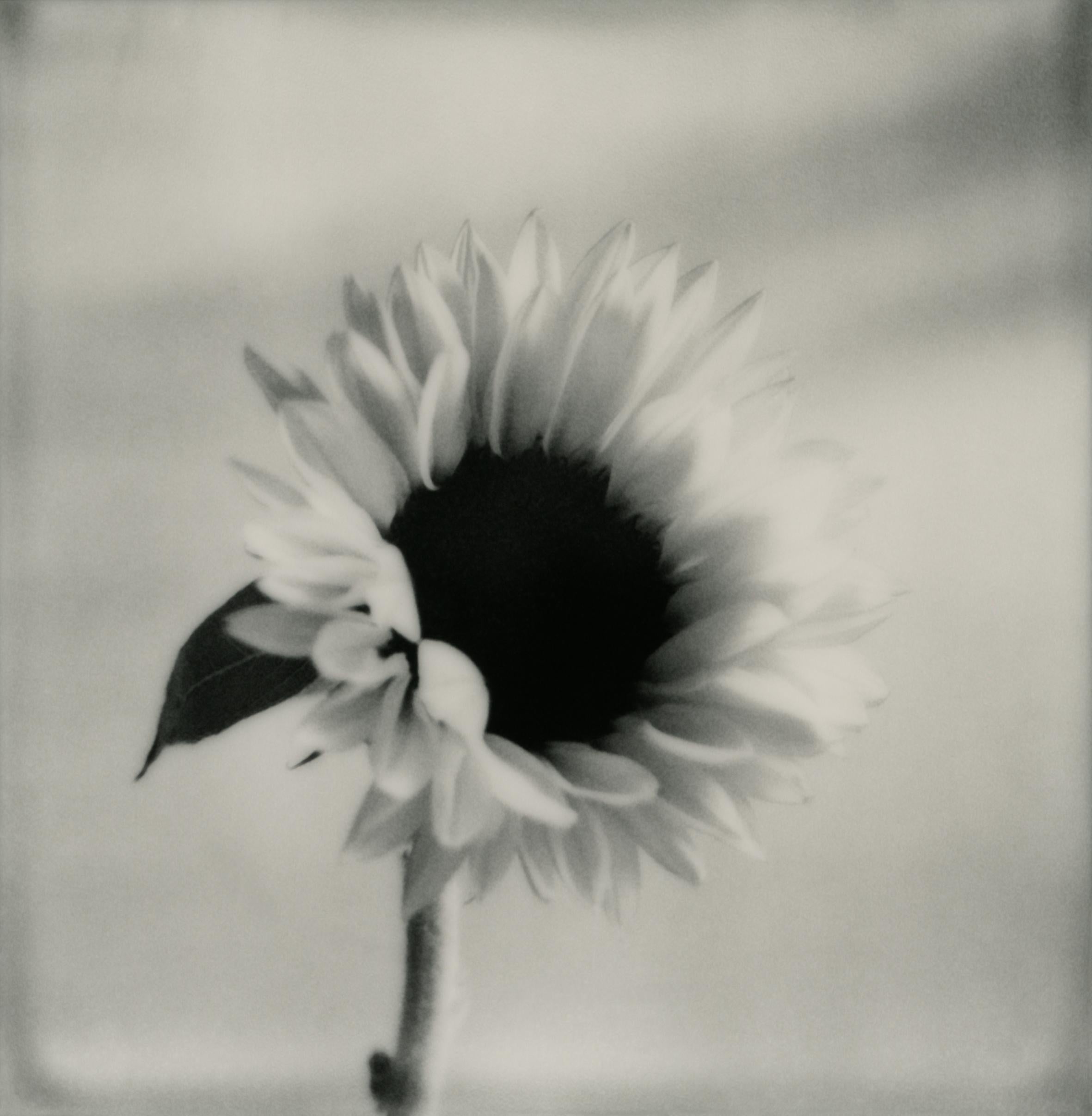 Ugne Pouwell Black and White Photograph – Sonnenblume Nr.2 – Polaroid-Schwarz-Weiß-Blumenfotografie in Schwarz-Weiß, limitierte Auflage 20
