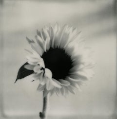 Tournesol No.2 - Photographie florale polaroïd noir et blanc, édition limitée à 20 exemplaires
