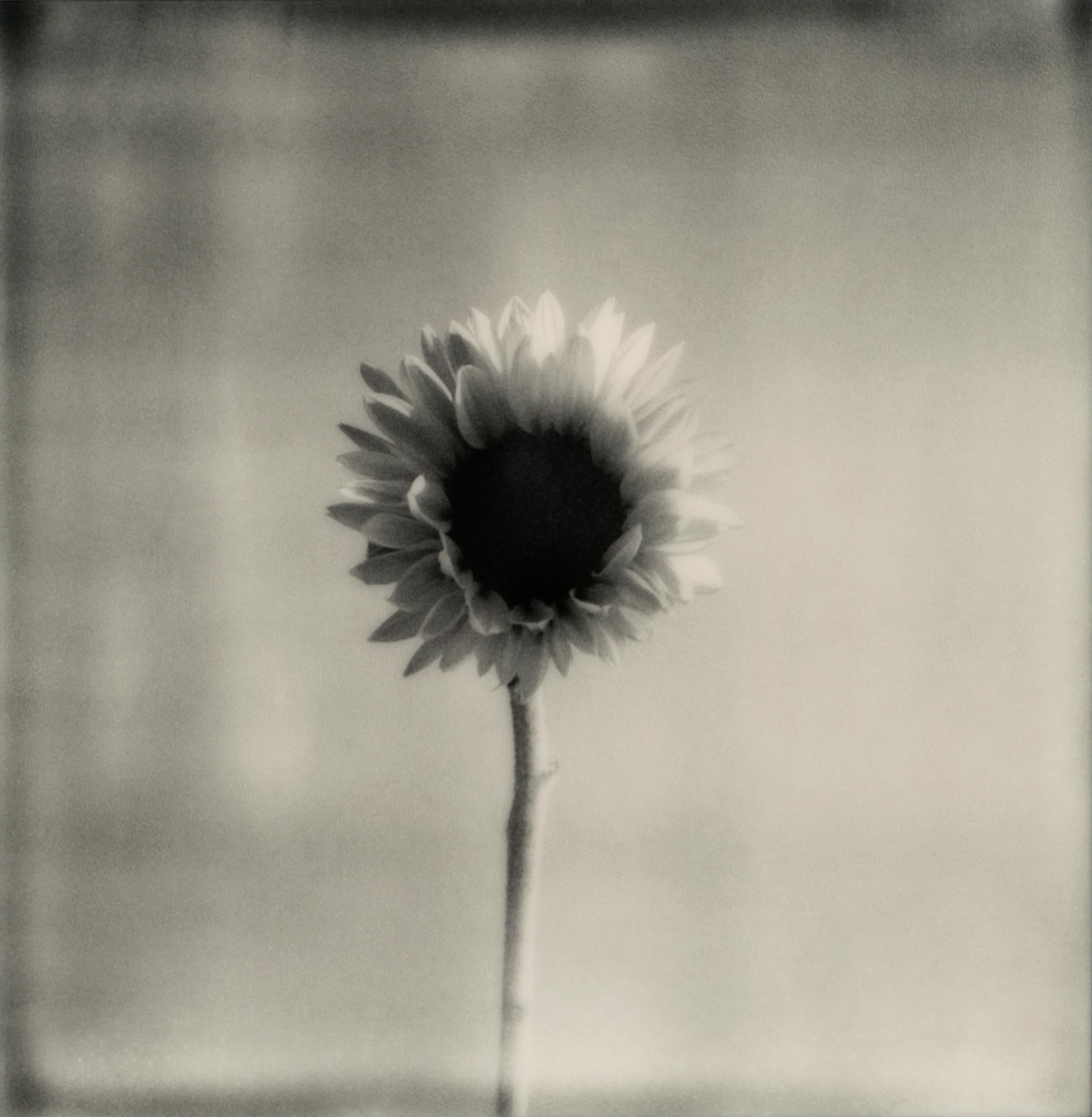 Ugne Pouwell Black and White Photograph - Sunflower - Polaroid black and white floral photography, Limited edition of 20