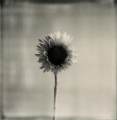 Sonnenblume – Polaroid-Schwarz-Weiß-Blumenfotografie in Schwarz-Weiß, limitierte Auflage von 20 Stück