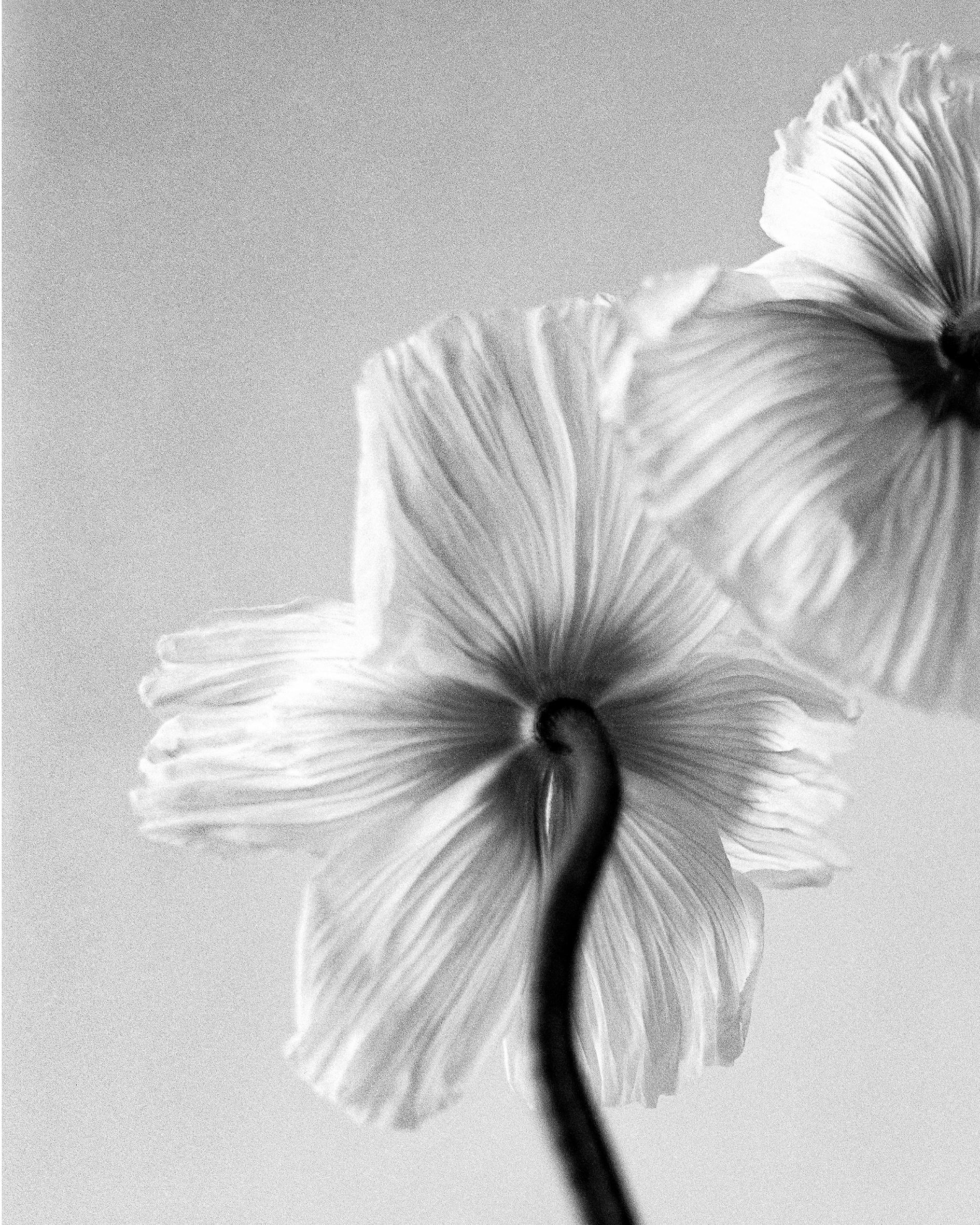 Three poppies - black and white floral photography, limited edition of 20 - Photograph by Ugne Pouwell