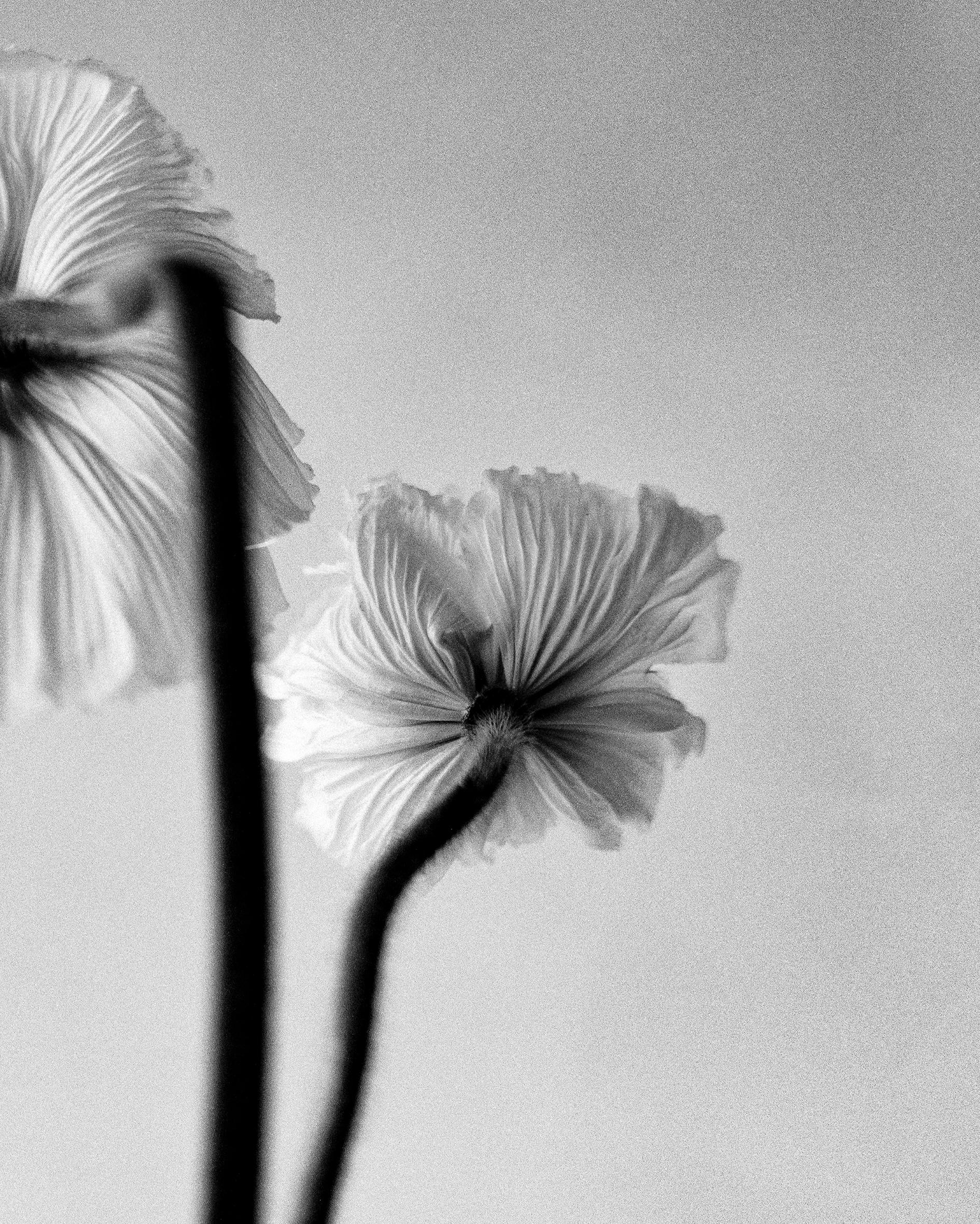 Drei Mohnblumen – Schwarz-Weiß-Blumenfotografie in limitierter Auflage von 20 Stück (Zeitgenössisch), Photograph, von Ugne Pouwell
