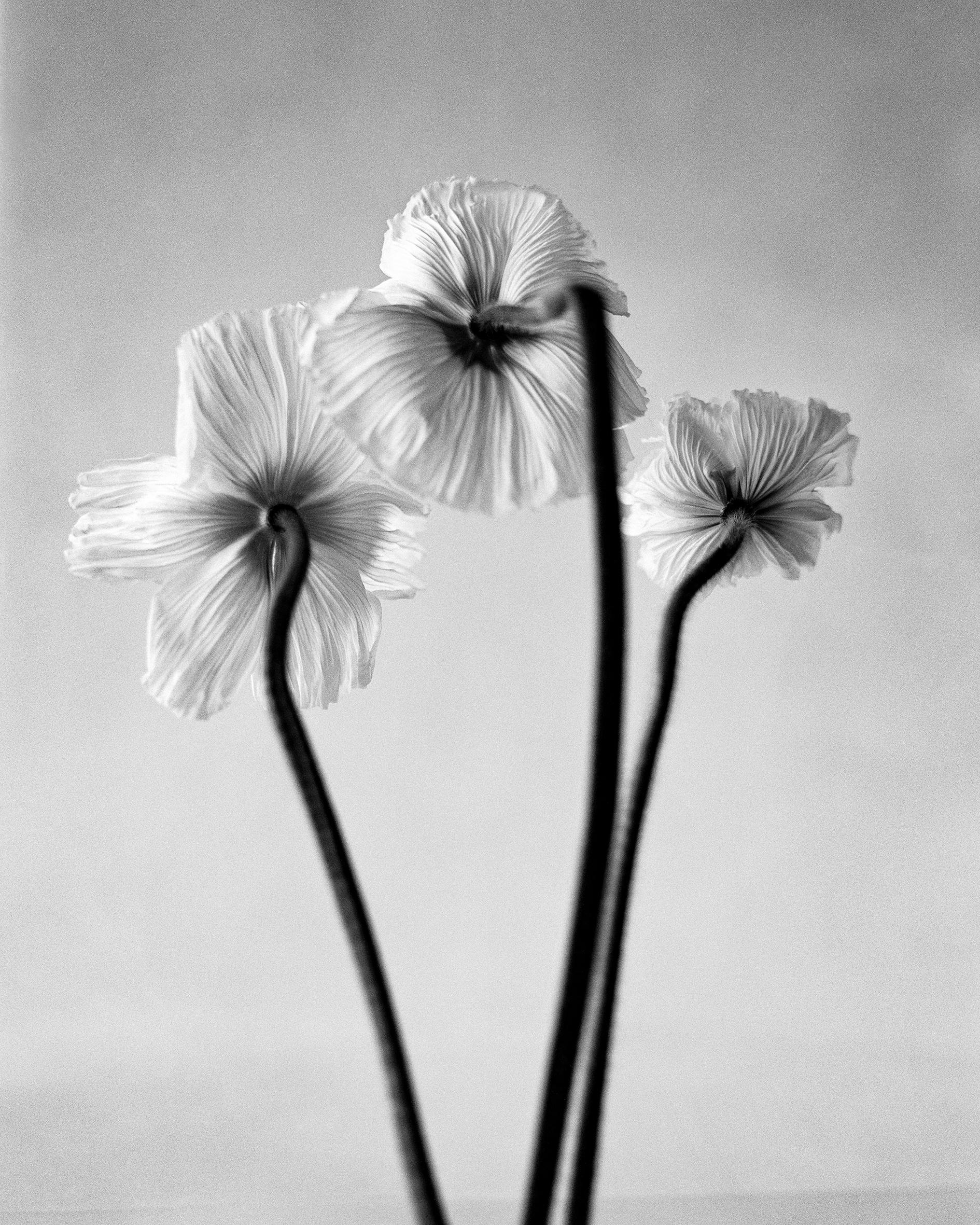 Ugne Pouwell Still-Life Photograph - Three poppies - black and white floral photography, limited edition of 20