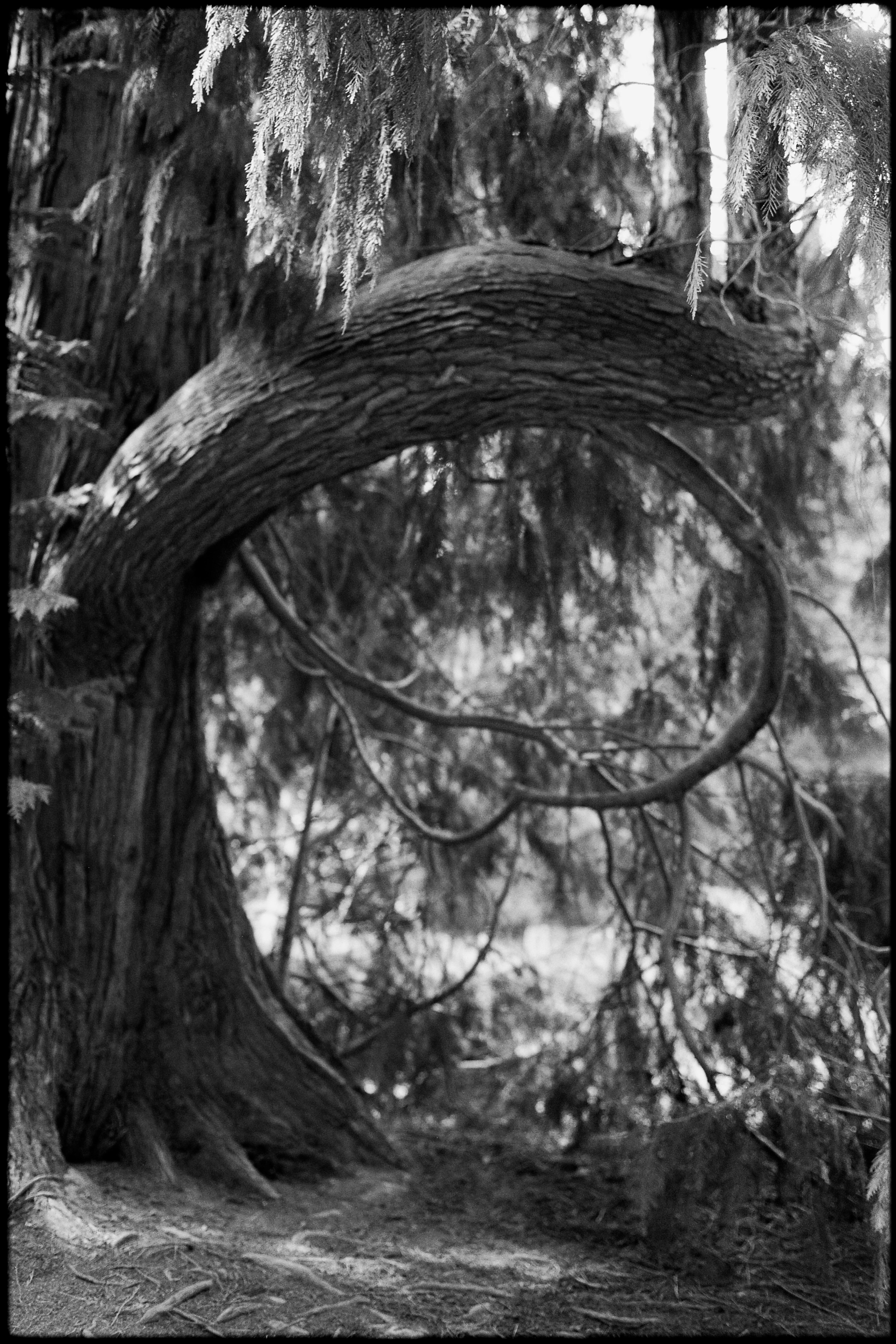 Tree form - black and white landscape photography, Limited edition of 20 