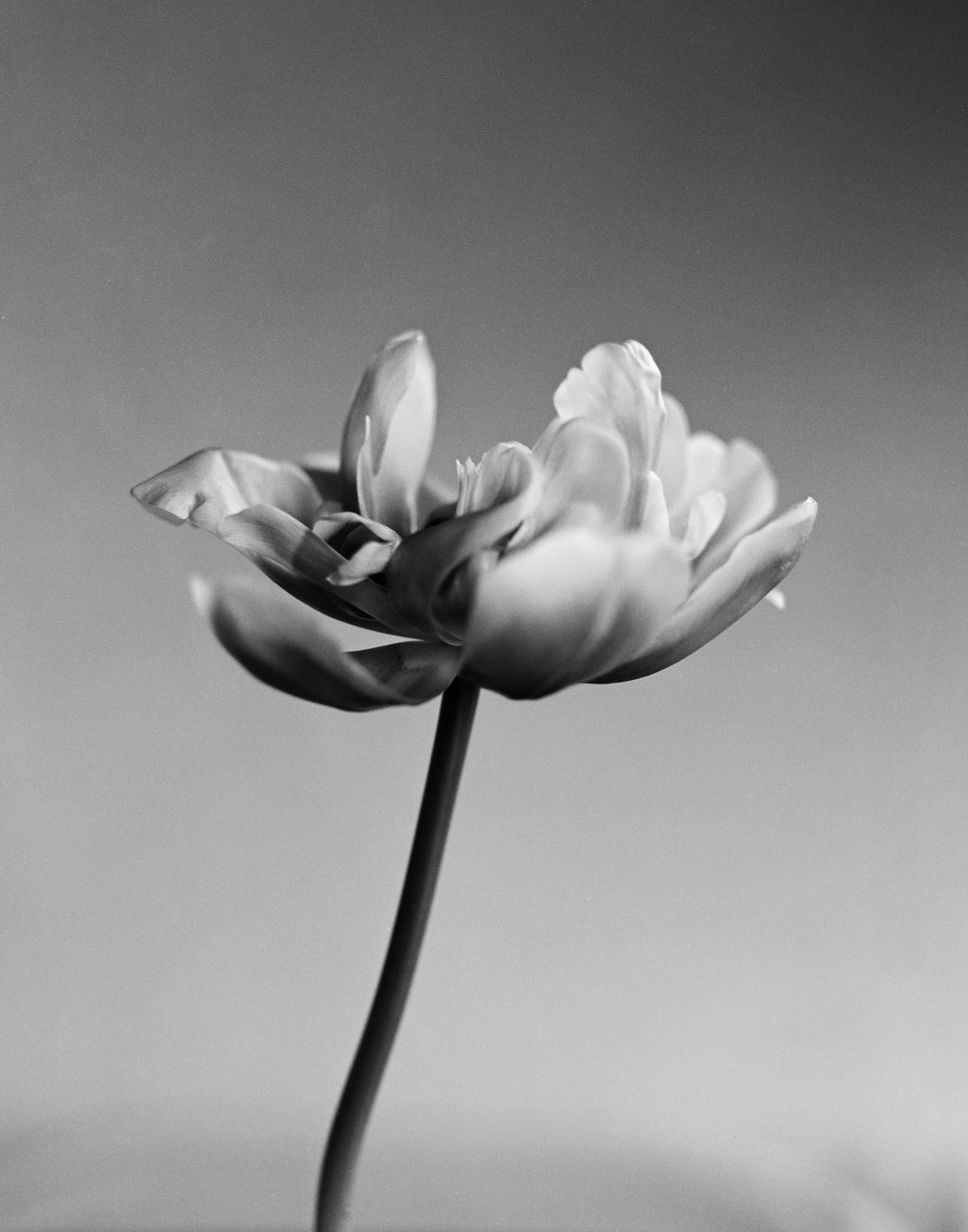 Ugne Pouwell Still-Life Photograph – Tulpe – analoge Schwarz-Weiß-Blumenfotografie