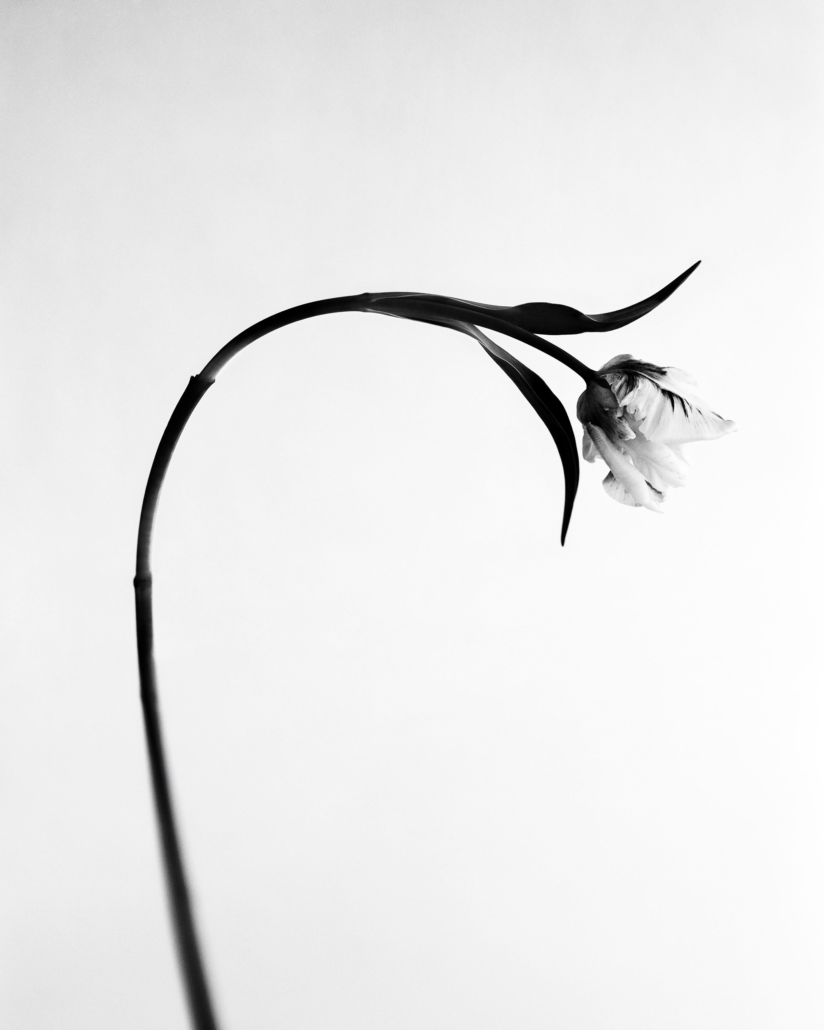 Tulip No.2 - analogue floral photography, limited edition of 20