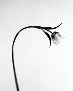 Tulip No.2 - analogue floral photography, limited edition of 20