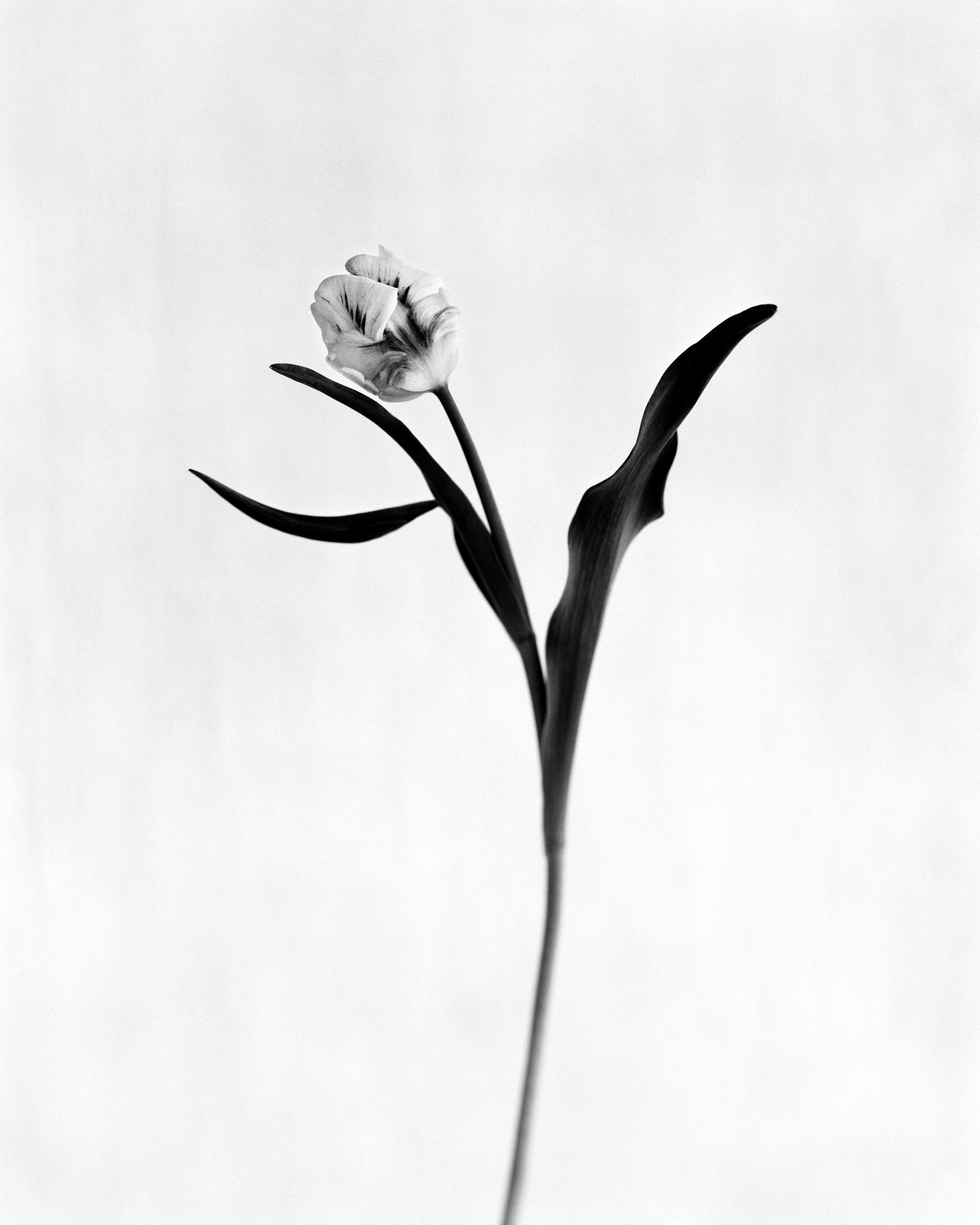 Tulip No.3 - analogue floral photography, limited edition of 20