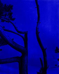 Ultramarine night - monocolor blue photography of pine tree