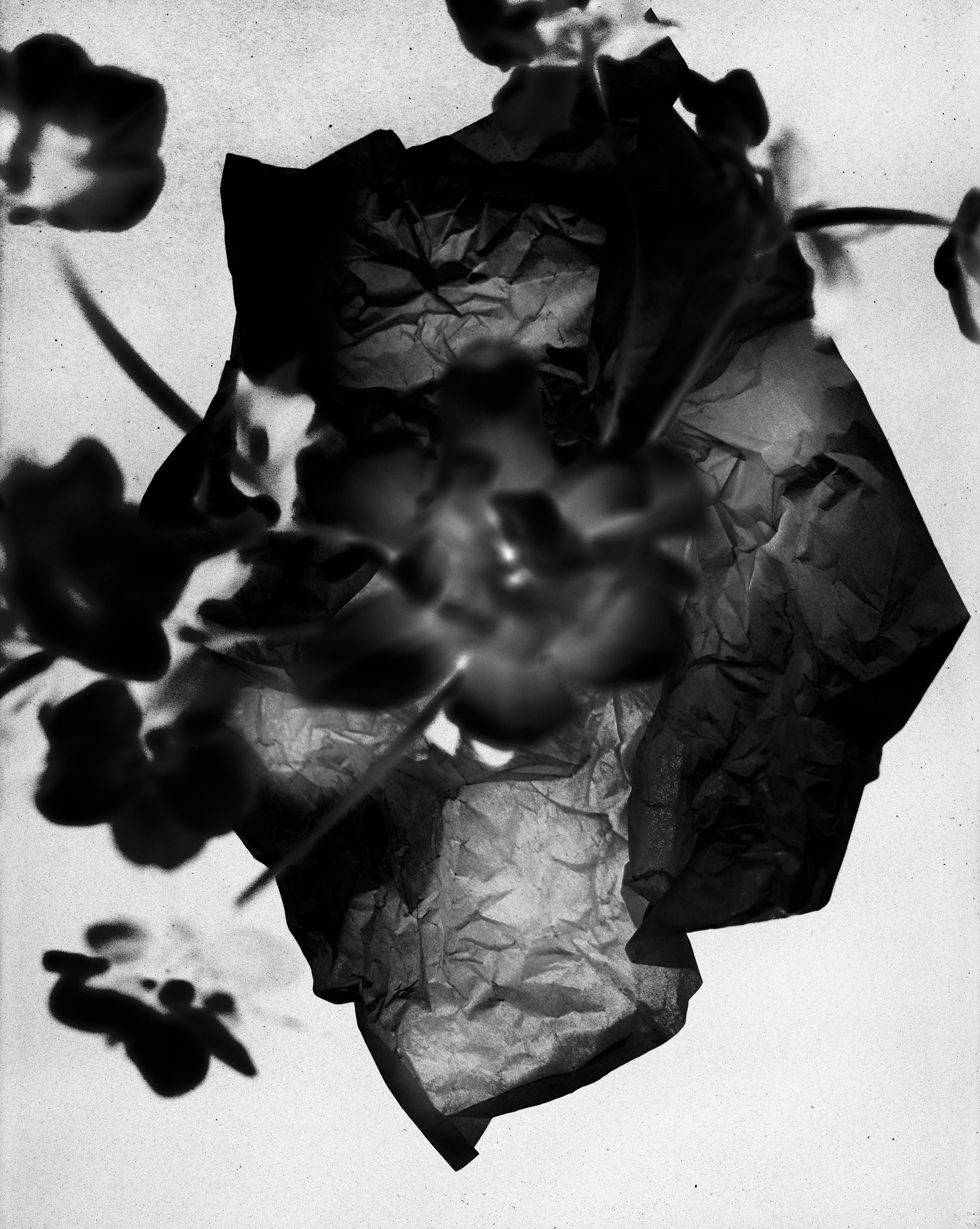 Unfold - schwarz-weiße abstrakte Blumenfotografie, limitierte Auflage von 10 Stück