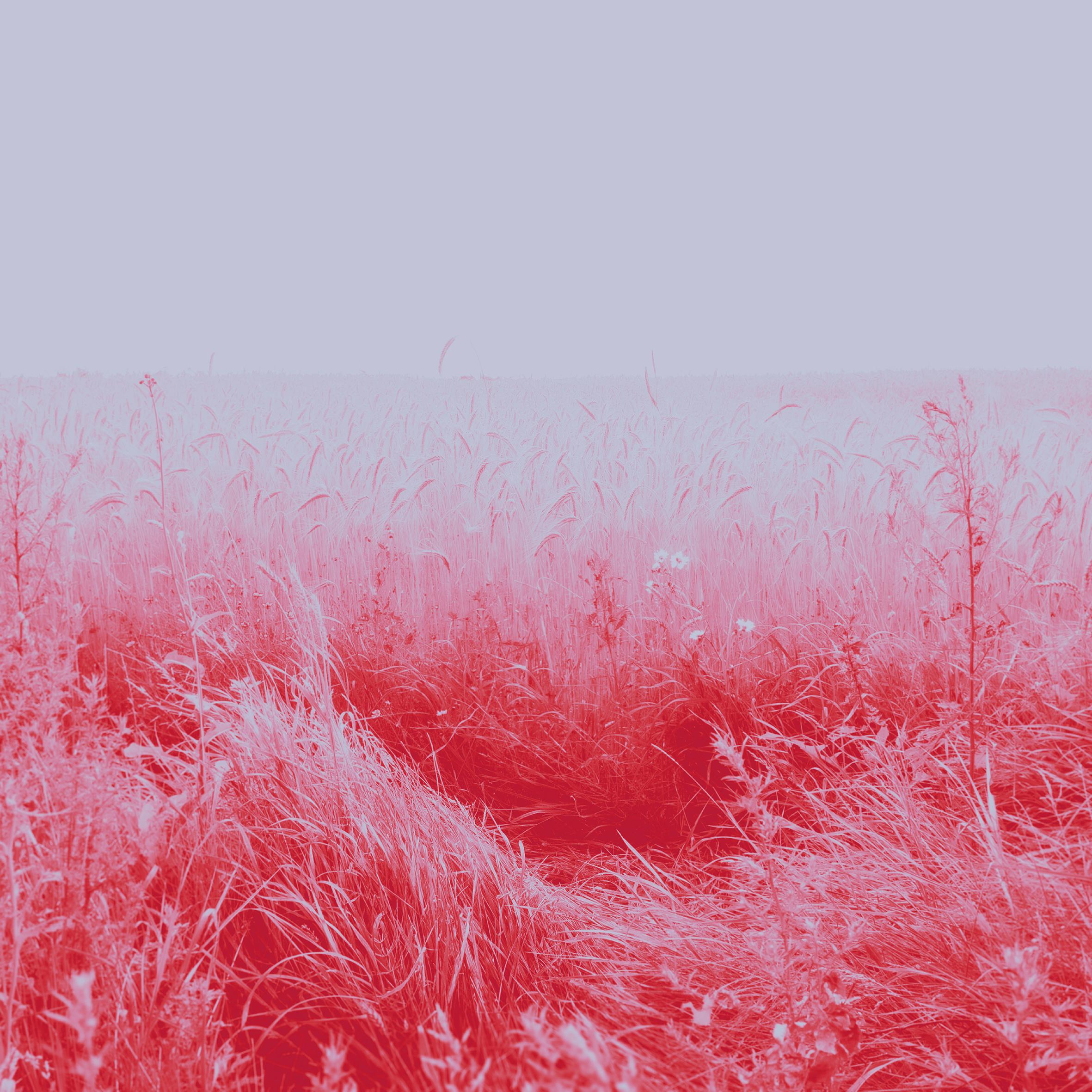 Wheat fields in pink