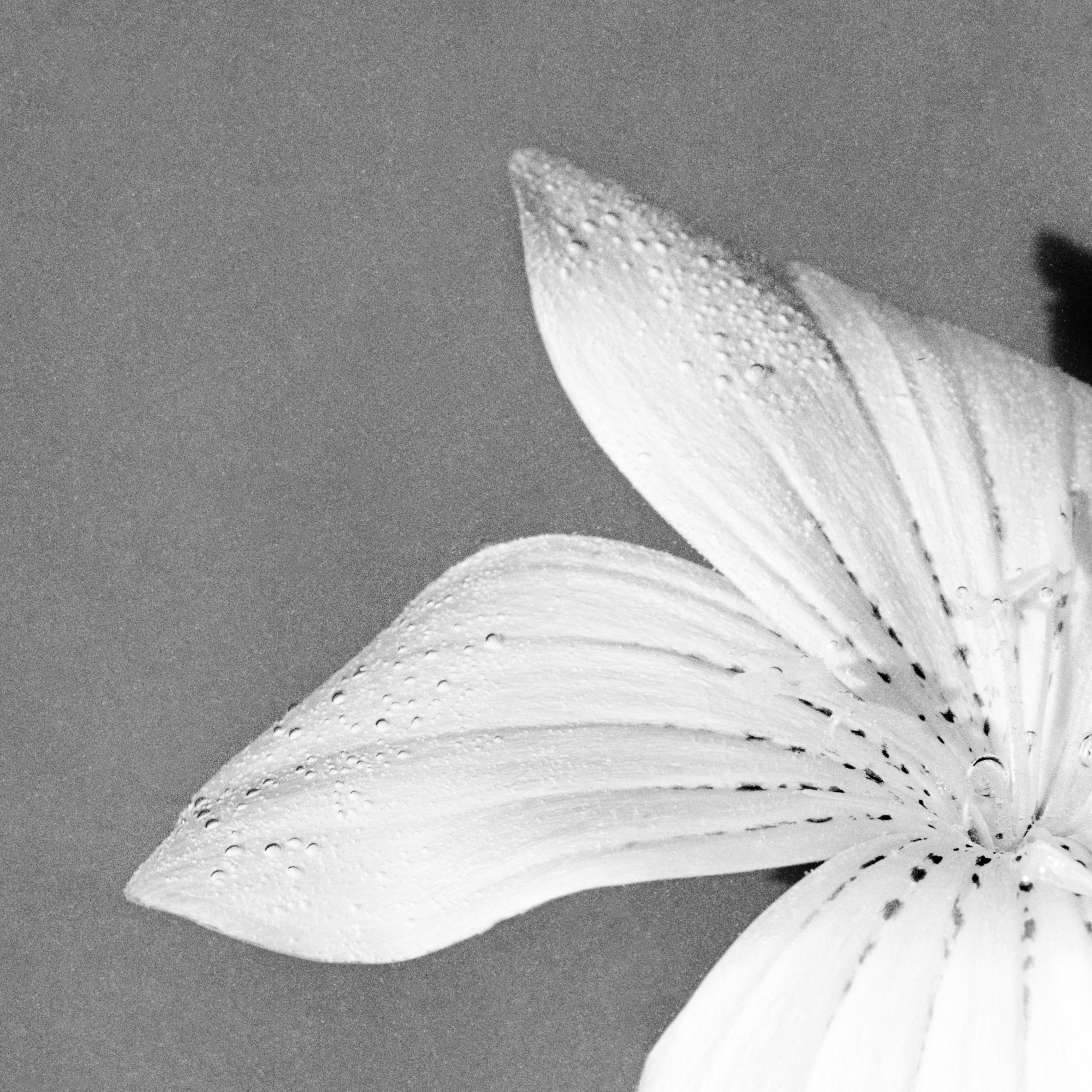 White Bloom - analogue black and white floral photograph, limited edition of 20. - Photograph by Ugne Pouwell