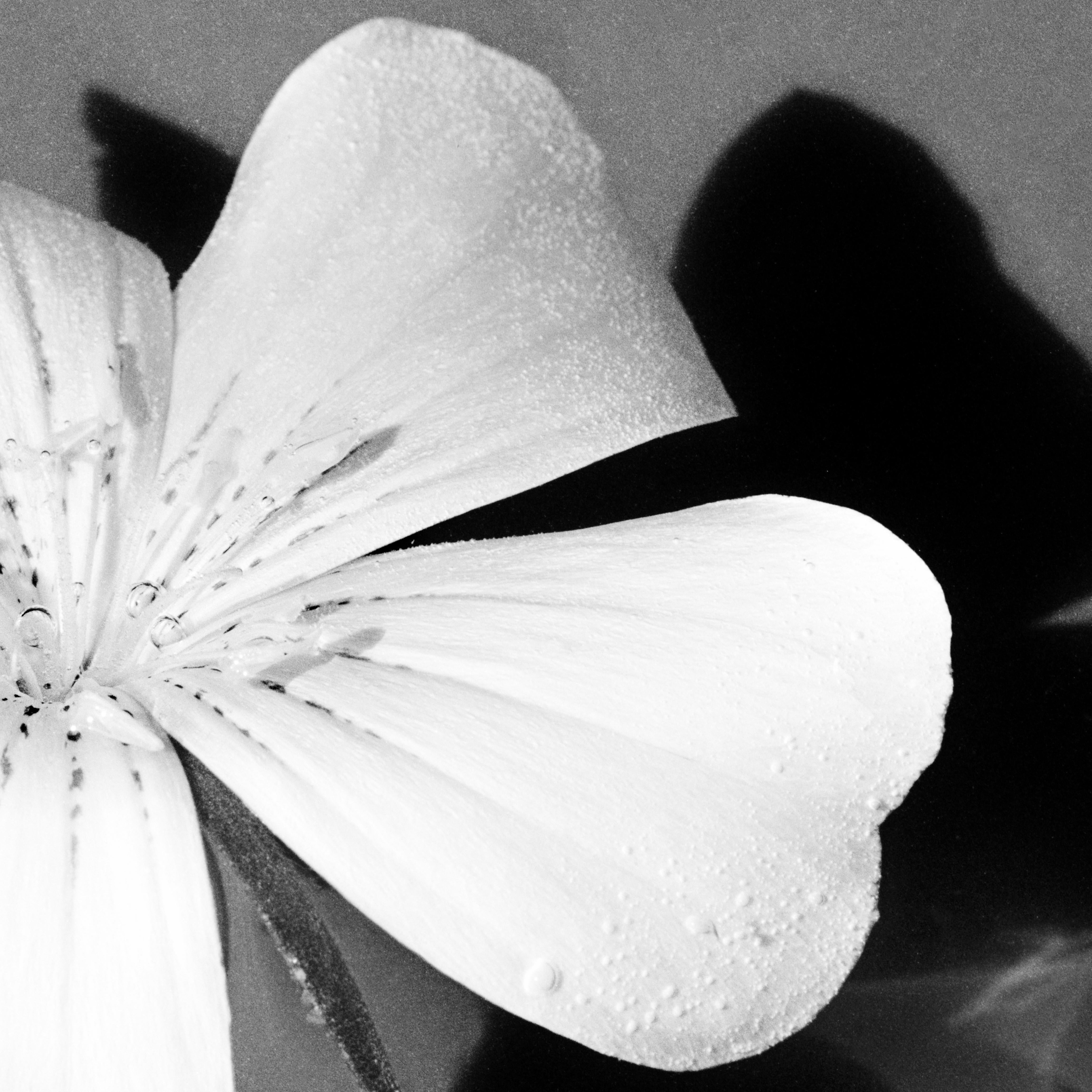 White Bloom - analogue black and white floral photograph, limited edition of 20. - Minimalist Photograph by Ugne Pouwell