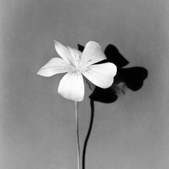 White Bloom – analoge Schwarz-Weiß-Blumenfotografie in limitierter Auflage von 20 Stück.