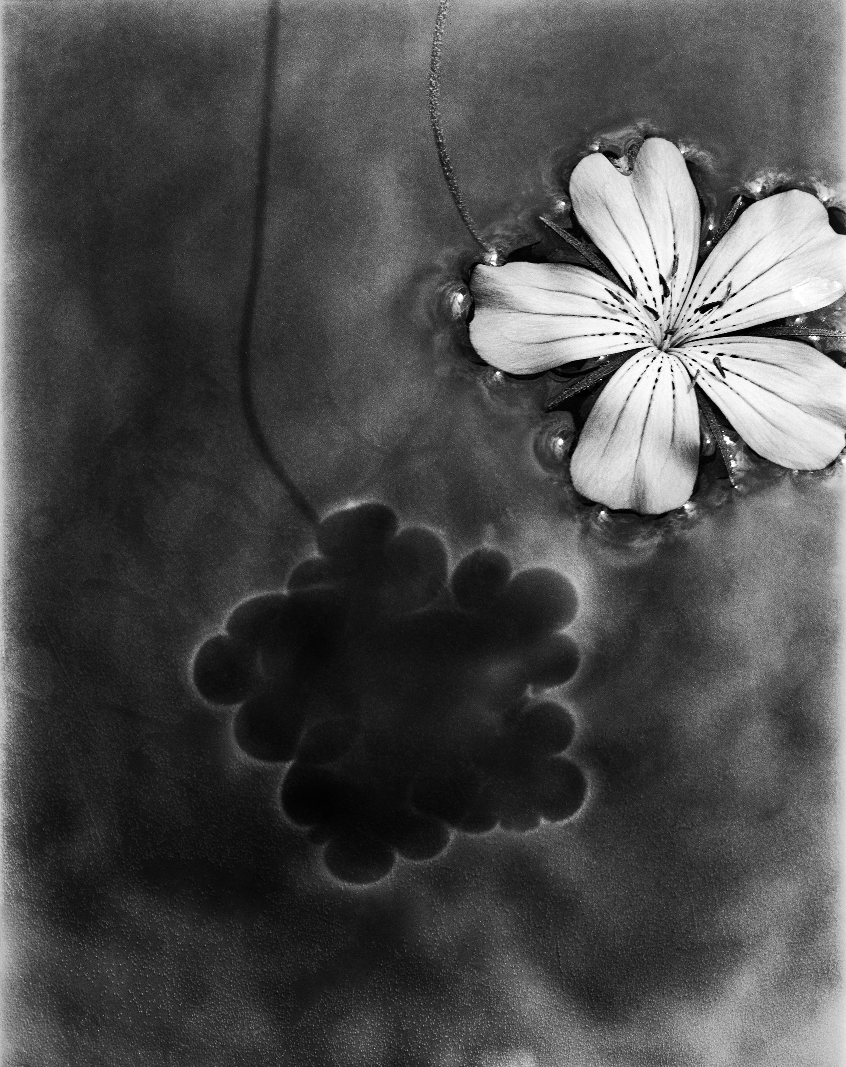 Flor blanca en el agua - fotografía floral en blanco y negro, edición limitada de 20 ejemplares