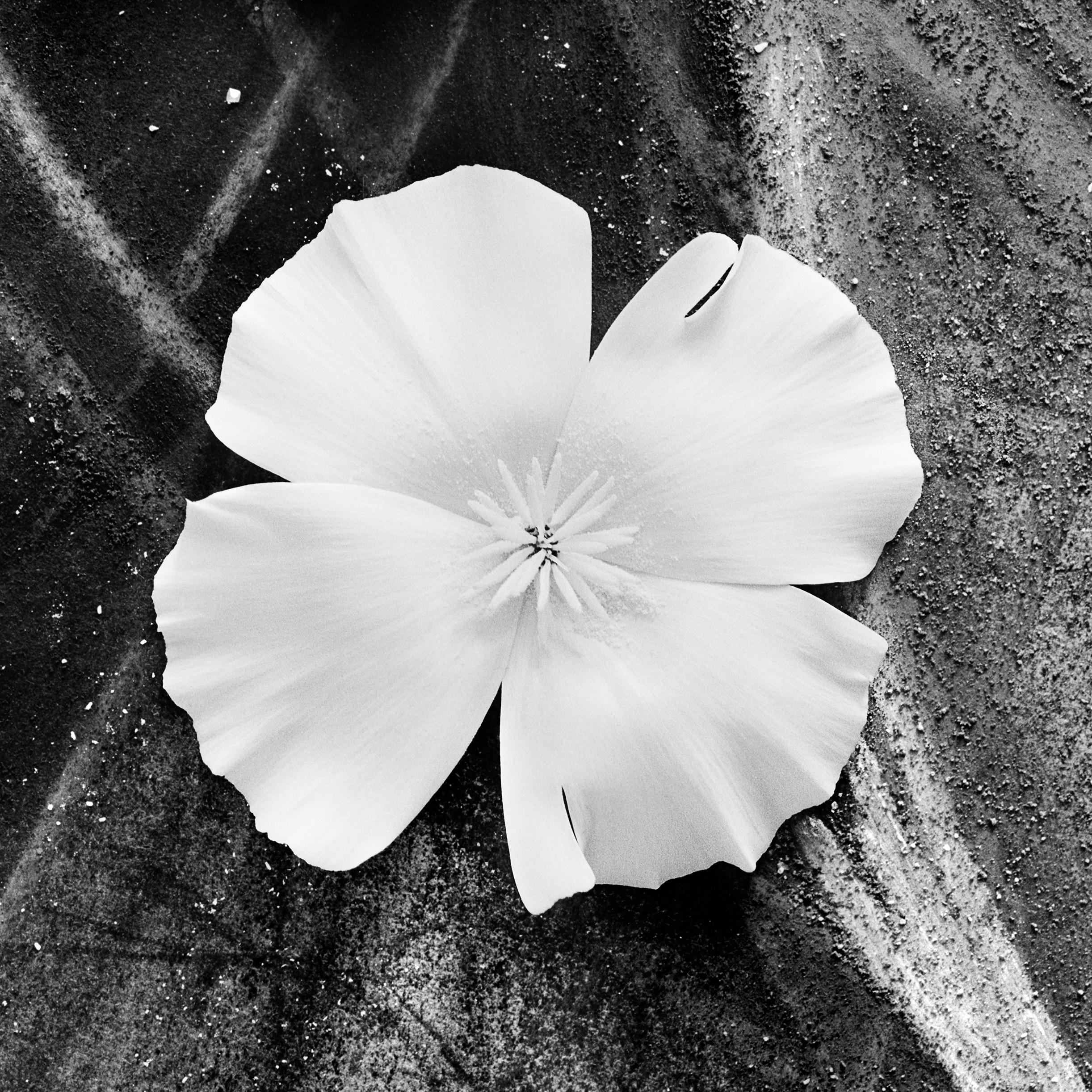 Ugne Pouwell Still-Life Photograph - White Poppy - black and white floral photography, Limited edition of 20