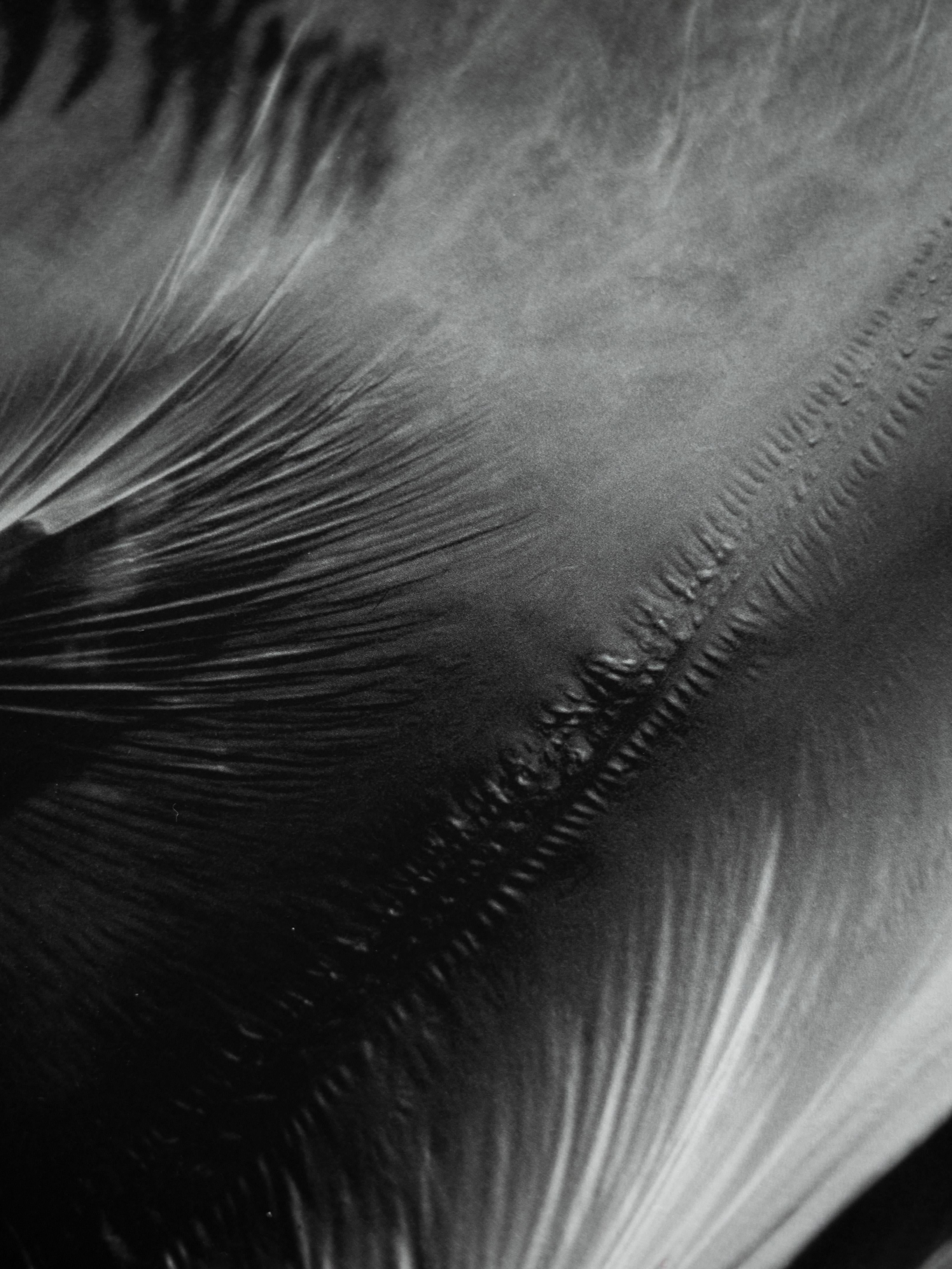Windgestreckter Tagtraum – Photograph von Ugne Pouwell