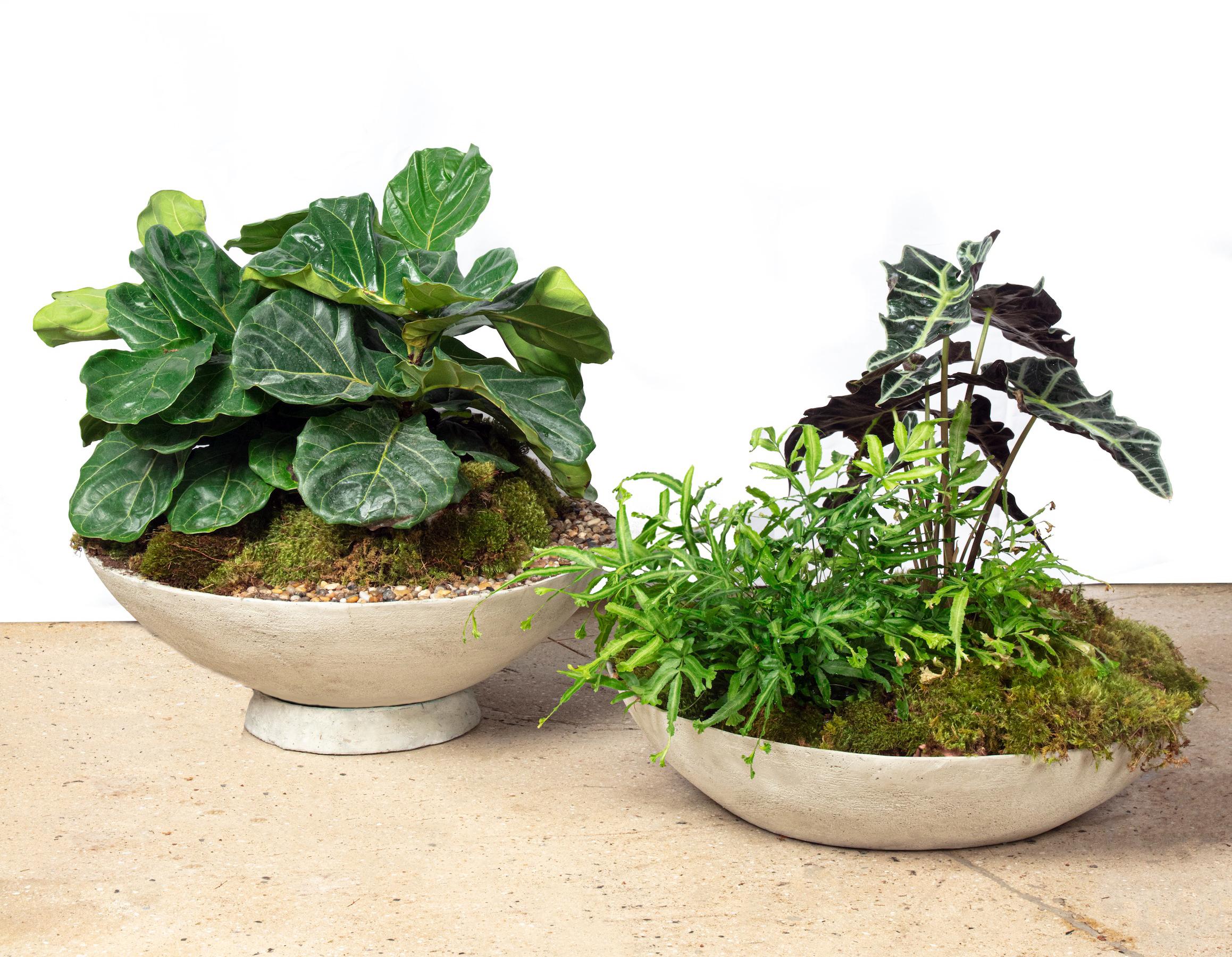 Modern Ukiyo Saucer, Concrete Planter by OPIARY (D26.25
