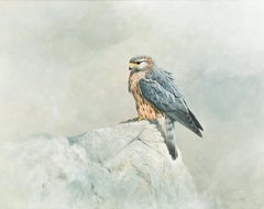 Lurking Falcon - Ulco Glimmerveen - biological illustrator - Oil paint - Dutch
