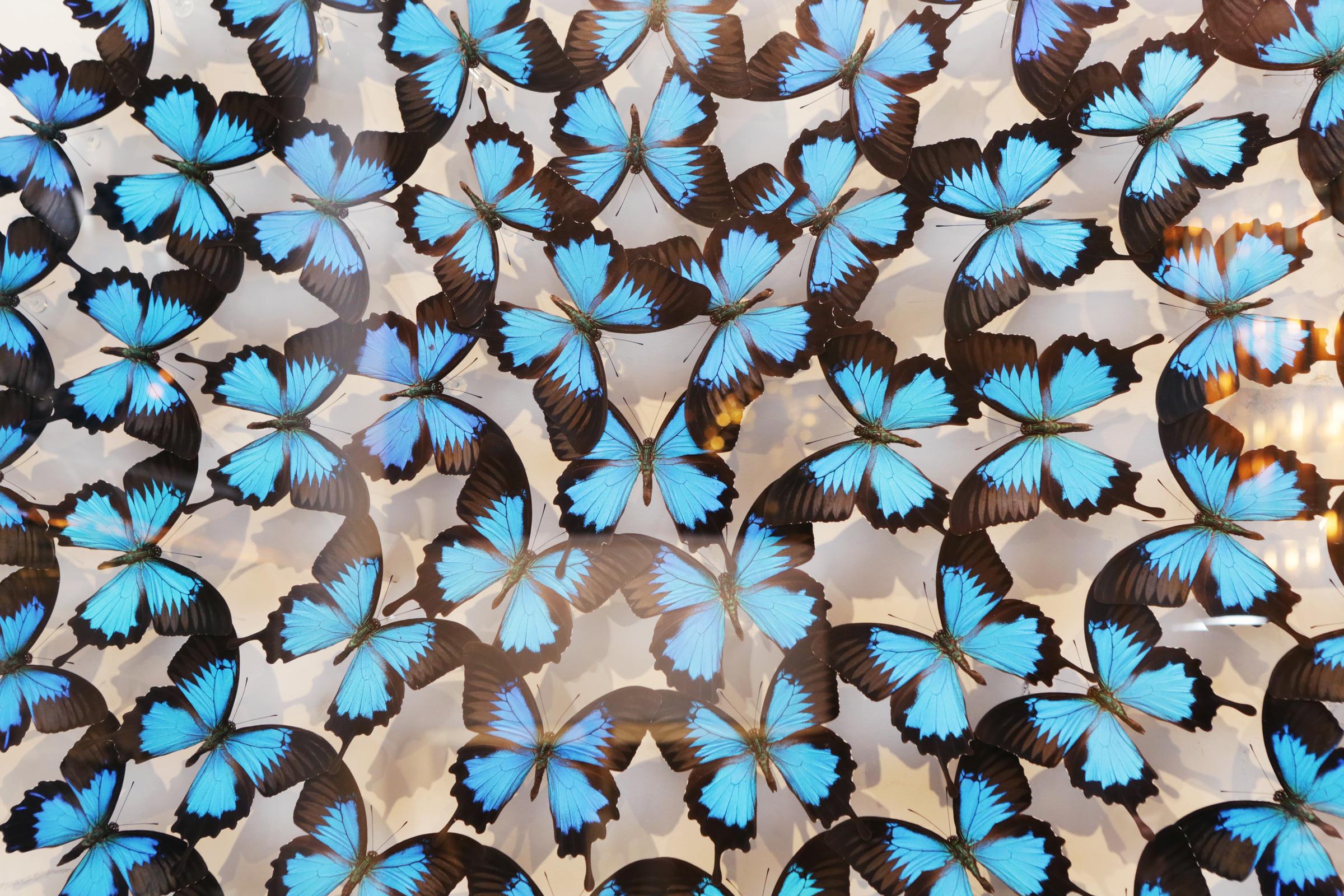 Australian Ulysse Butterflies Glass Box Frame For Sale