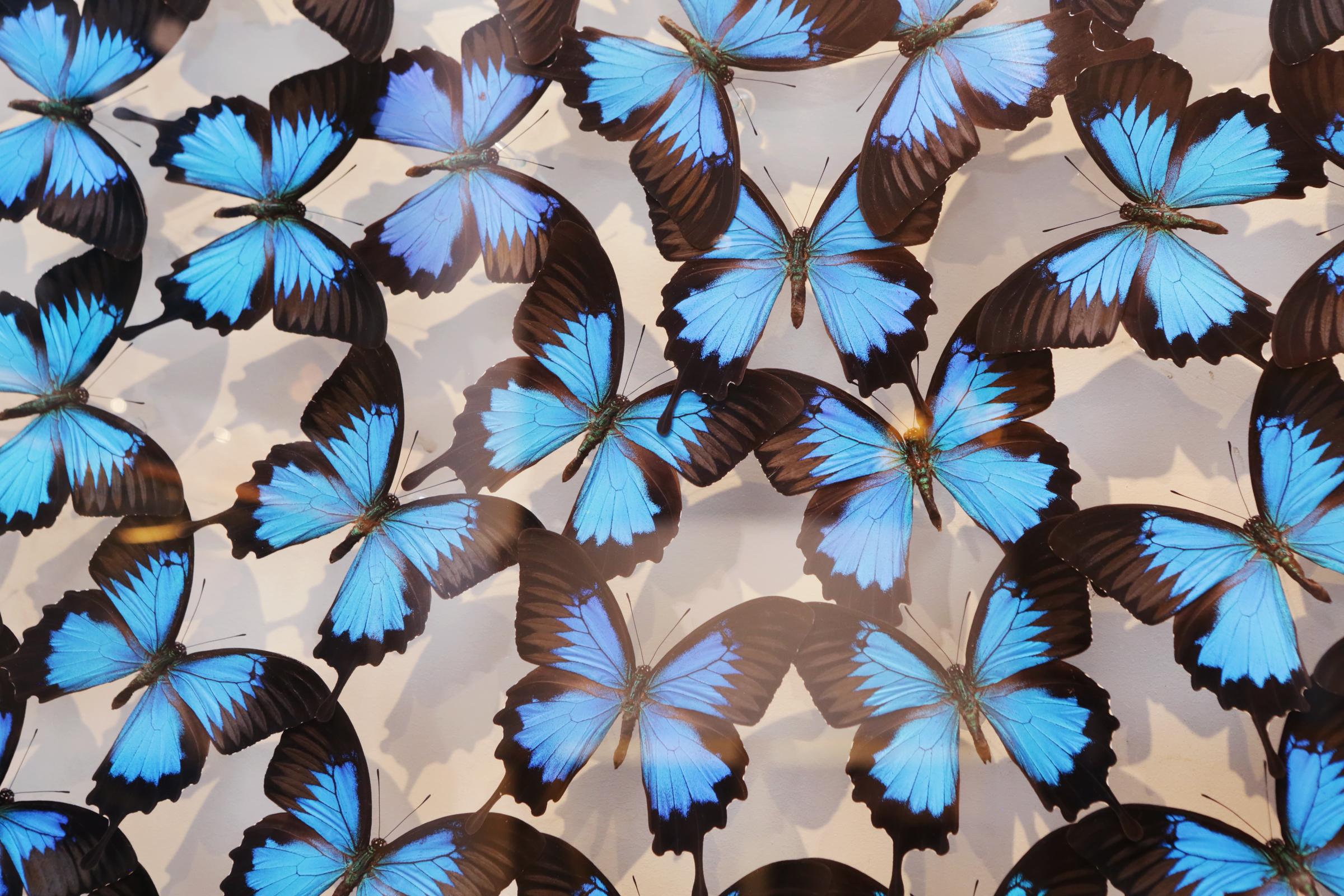 Fatto a mano Cornice per scatola di vetro Ulysse Butterflies in vendita