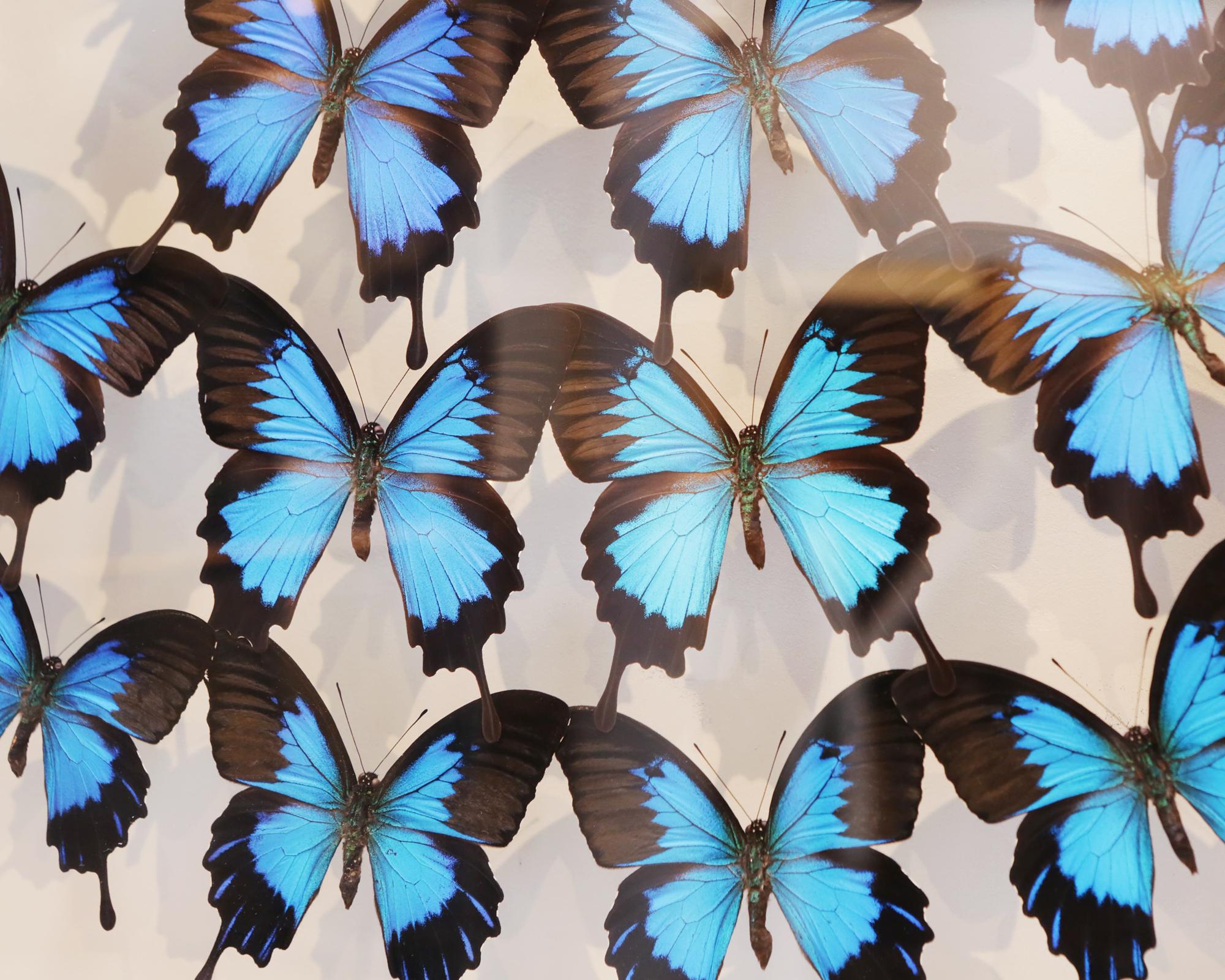 Australian Ulysse Butterflies Glass Box Frame