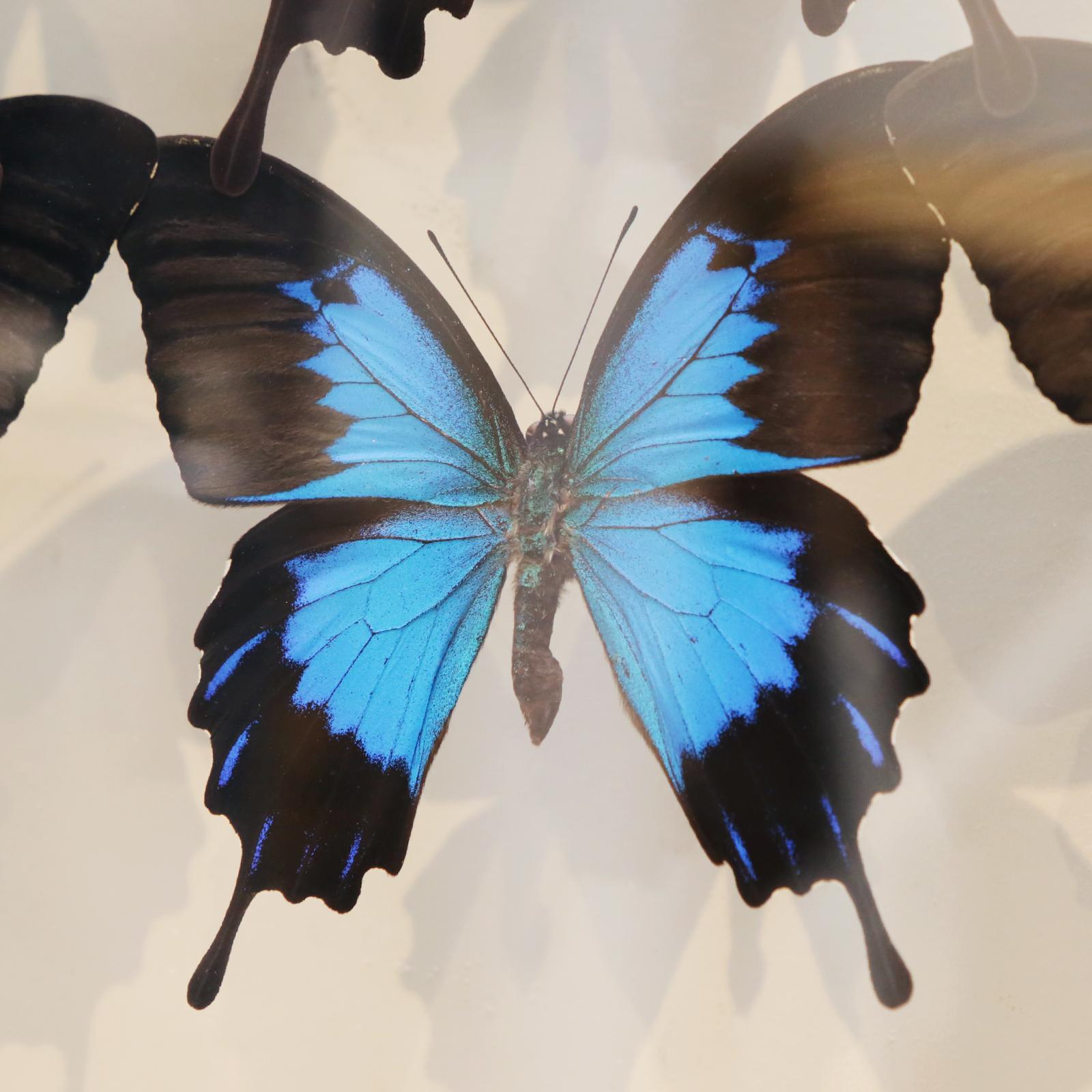 Ulysse Butterflies Glass Box Frame In New Condition In Paris, FR