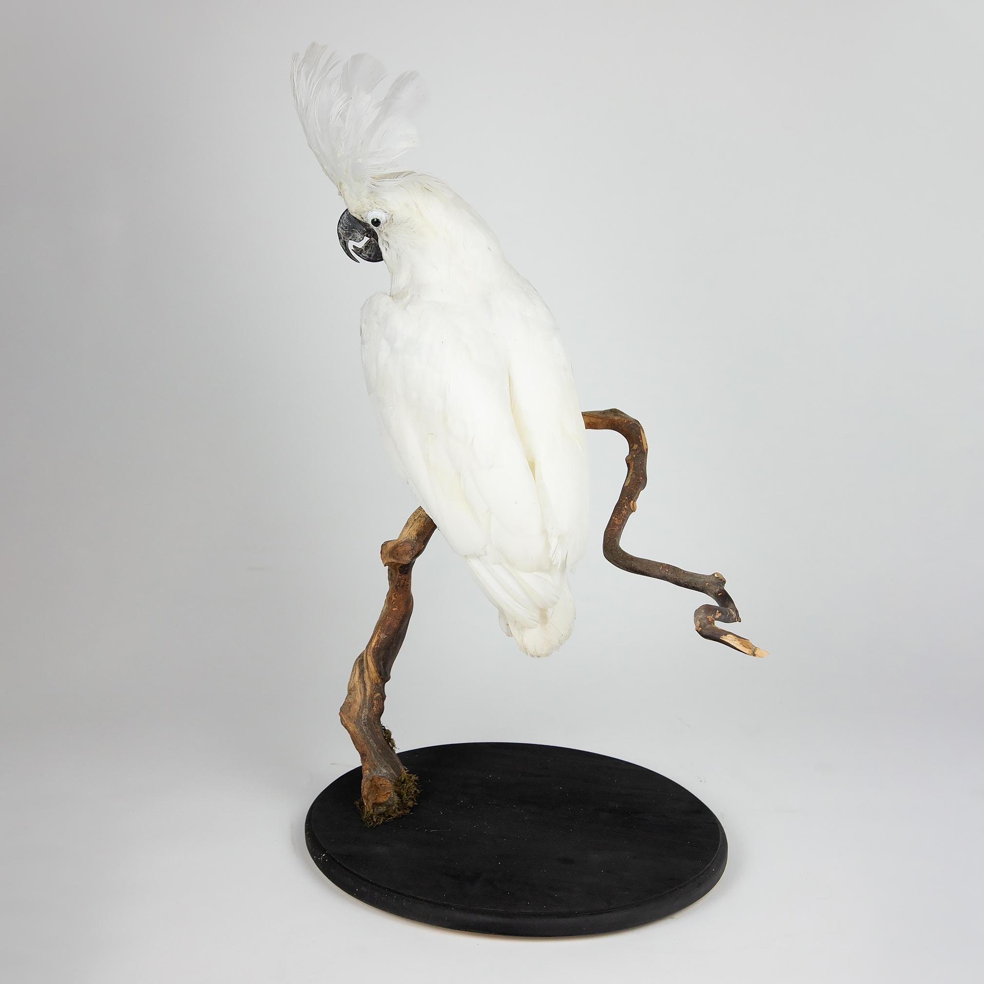 Taxidermy Umbrella Cockatoo mounted on driftwood branch. 17