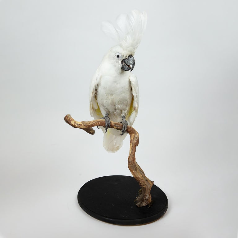 Umbrella Cockatoo at 1stDibs