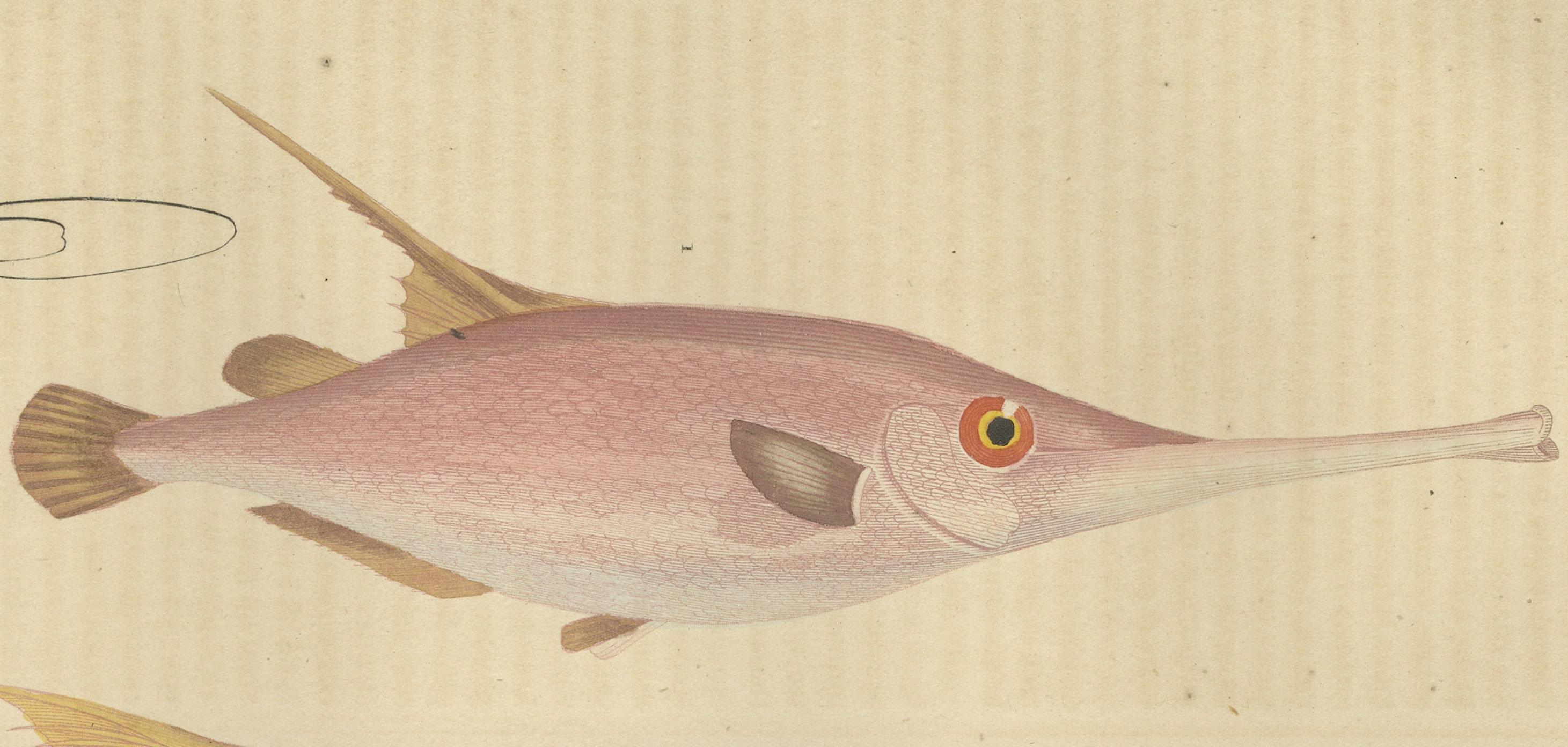 The image is an antique engraving featuring two species of marine fish: Centriscus scolopax and Centriscus scutatus, also known as the Razorfish and Shrimpfish, respectively.

On the left, the Centriscus scolopax is depicted with its slender and