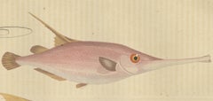 Underwater Elegance: Razorfish and Shrimpfish - A Marine Engraving Study, 1845