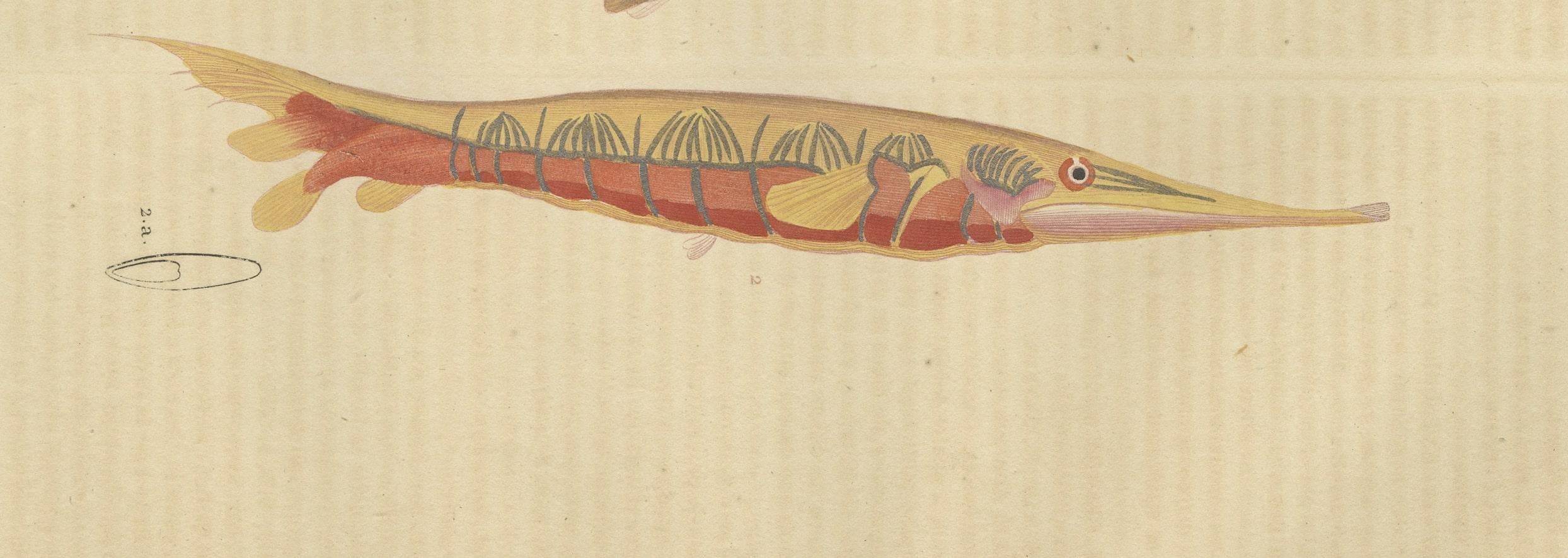Engraved Underwater Elegance: Razorfish and Shrimpfish - A Marine Engraving Study, 1845 For Sale