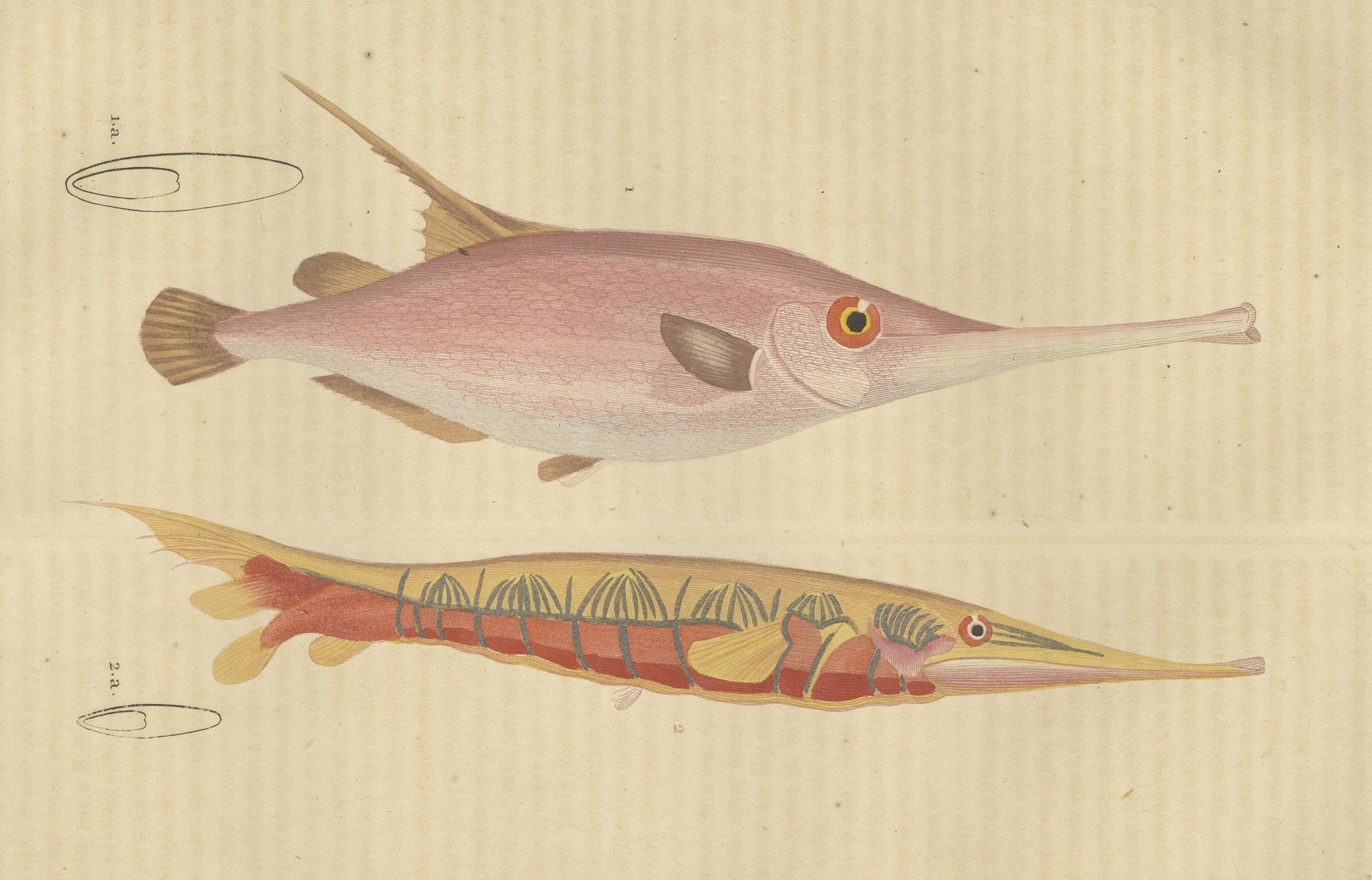 Underwater Elegance: Razorfish and Shrimpfish - A Marine Engraving Study, 1845 In Good Condition For Sale In Langweer, NL