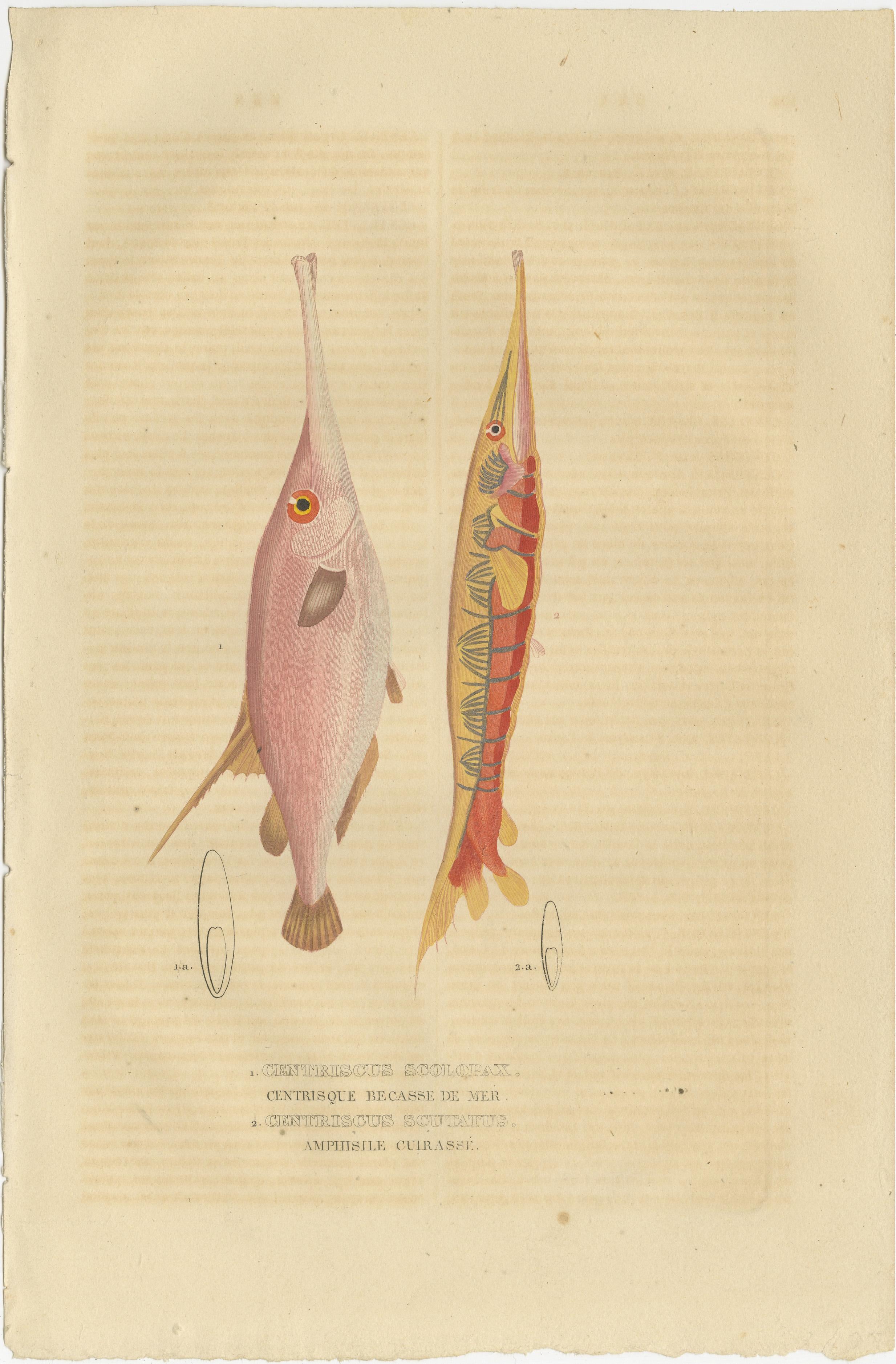 Mid-19th Century Underwater Elegance: Razorfish and Shrimpfish - A Marine Engraving Study, 1845 For Sale