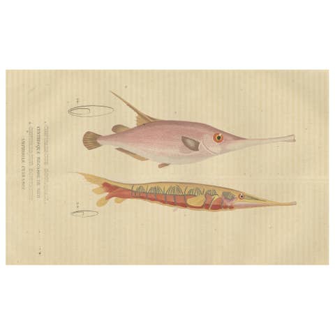 Underwater Elegance: Razorfish and Shrimpfish - A Marine Engraving Study, 1845