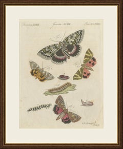 Underwing and Tiger Moths with Caterpillars, Antique Bertuch Print, circa 1805